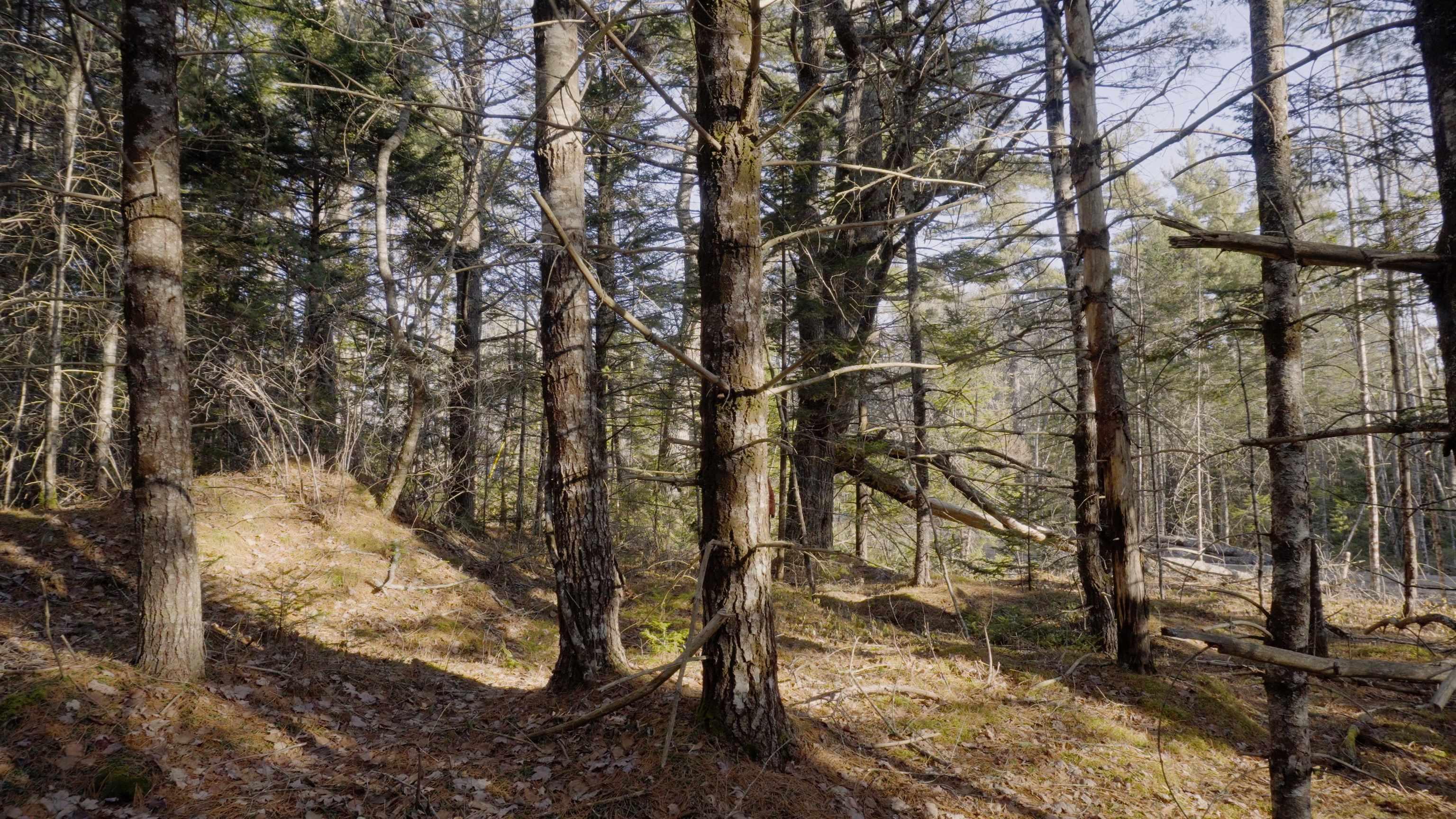 $46,500.00: Lot SS-1 Maple Drive, Lower Ohio