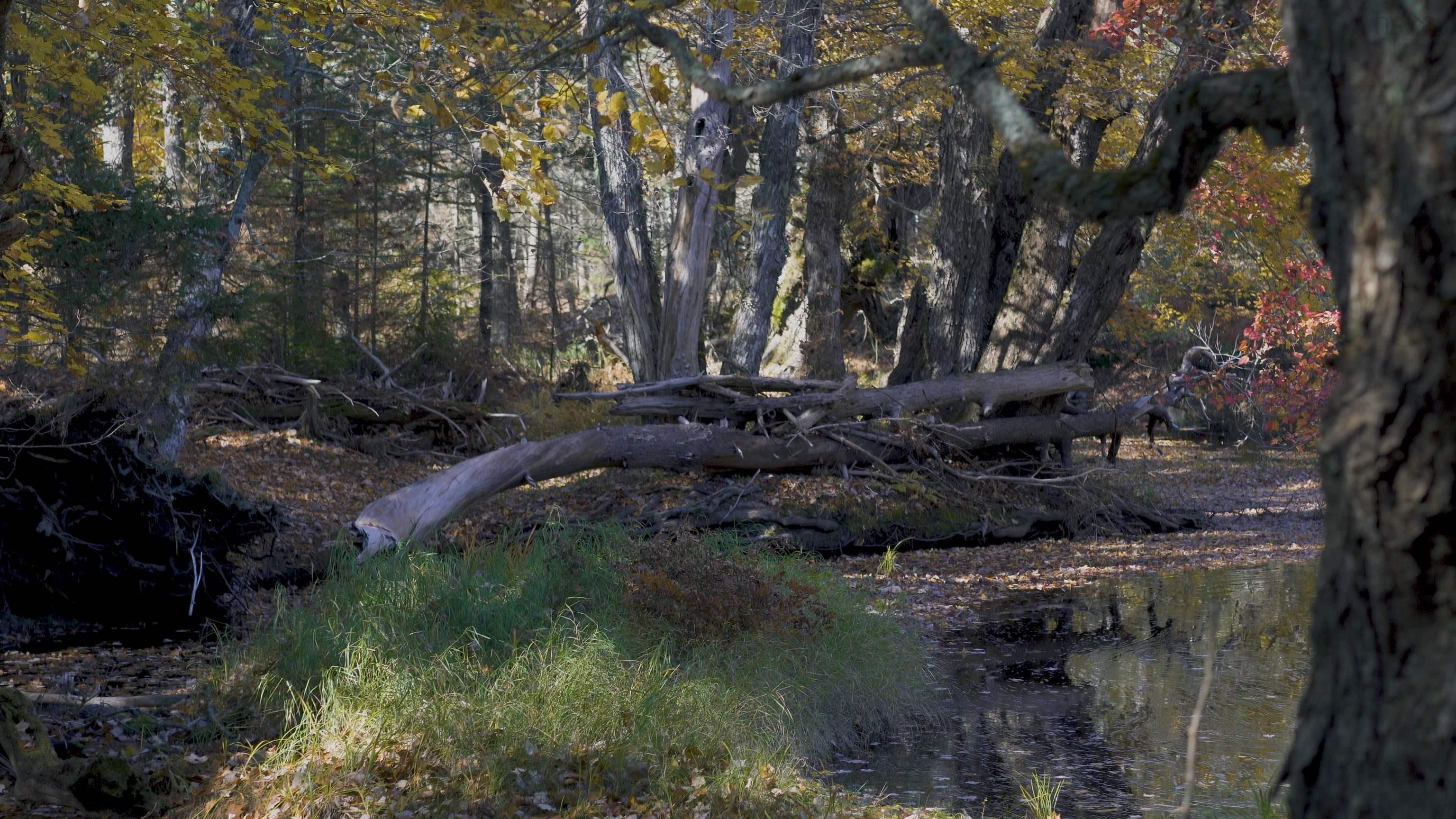 $82,500.00: Lot SS-2 Maple Drive, Lower Ohio