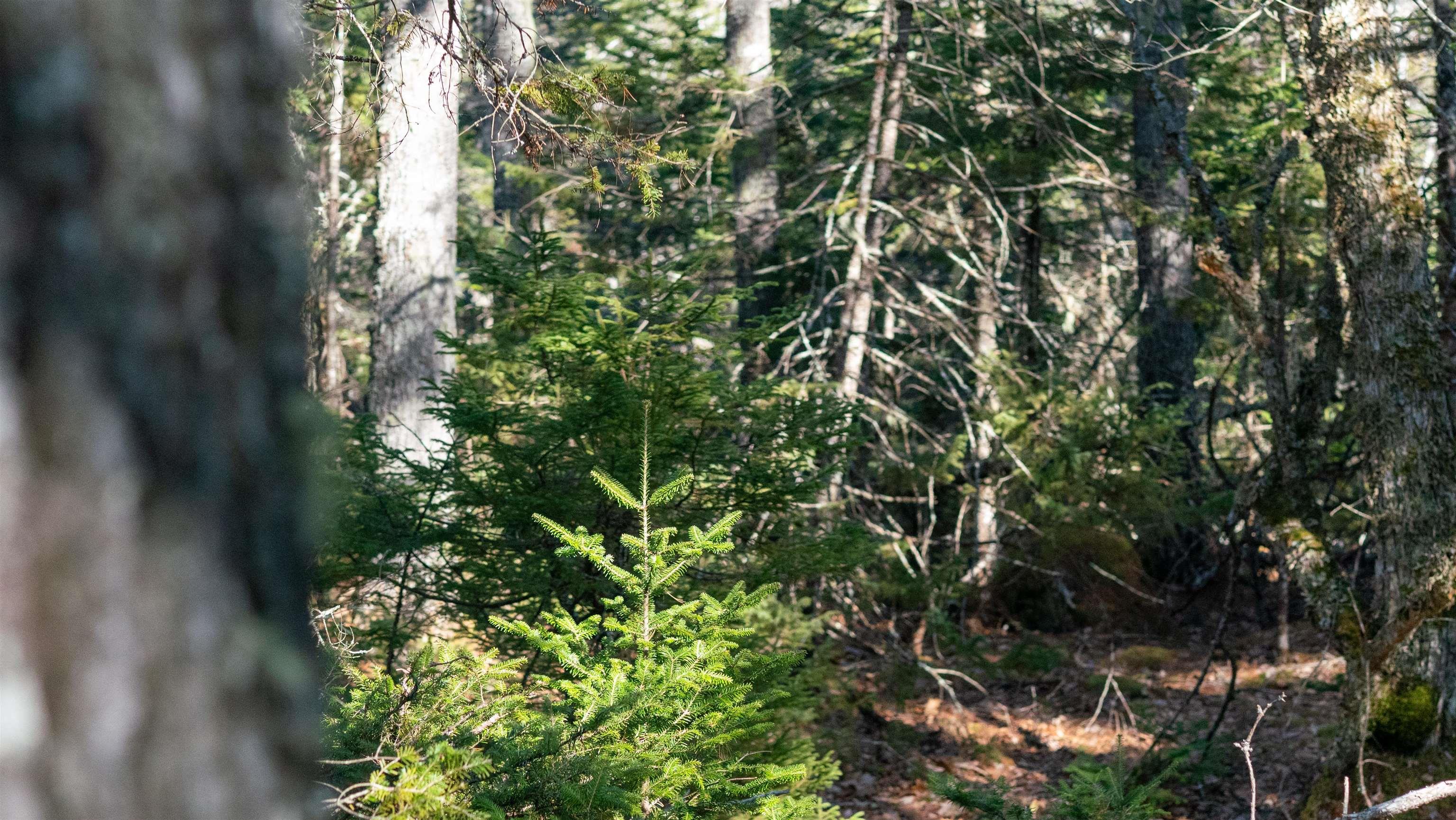 $46,500.00: Lot 13 Maple Drive, Lower Ohio