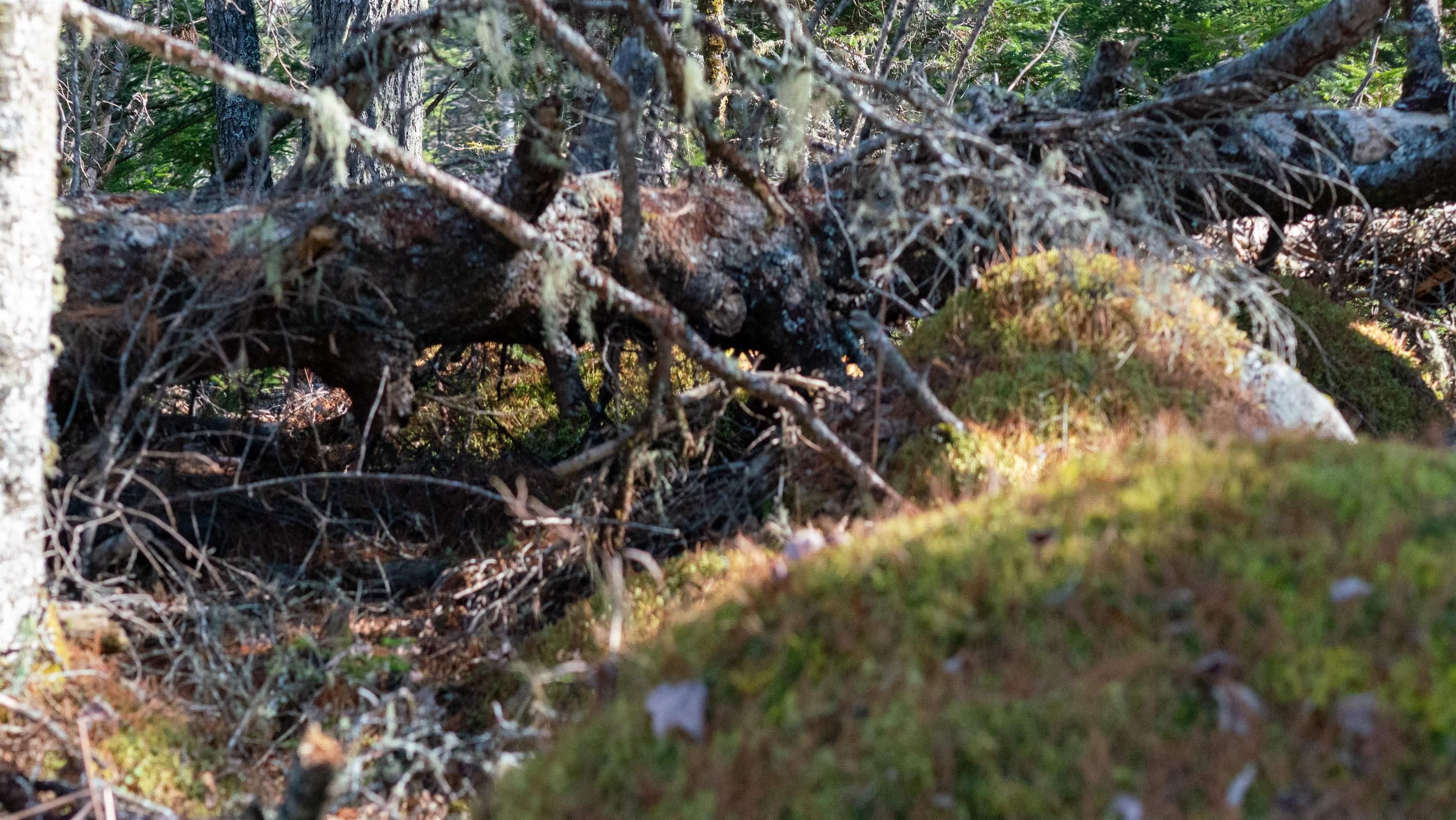 $46,500.00: Lot 13 Maple Drive, Lower Ohio