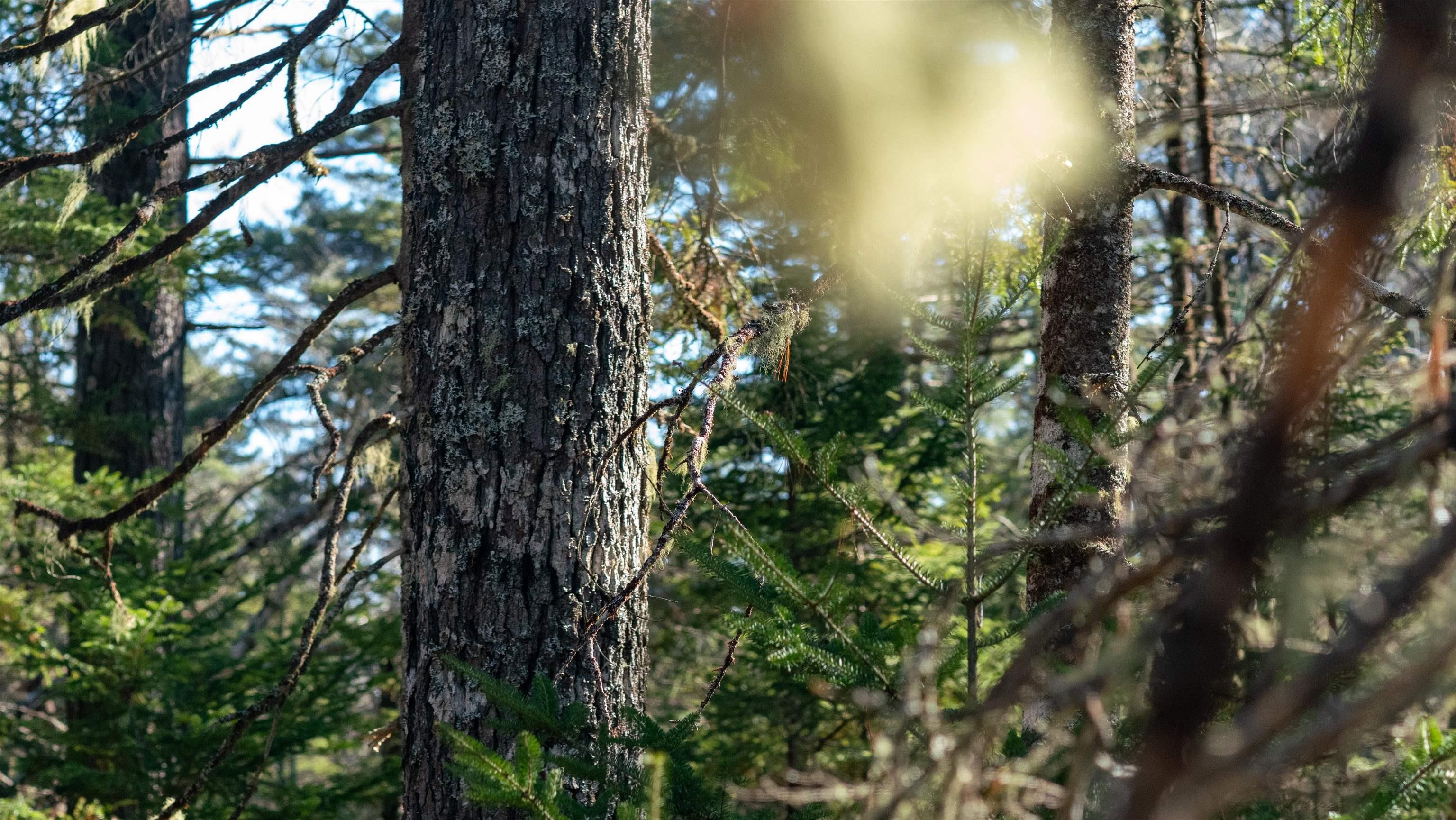 $46,500.00: Lot 13 Maple Drive, Lower Ohio