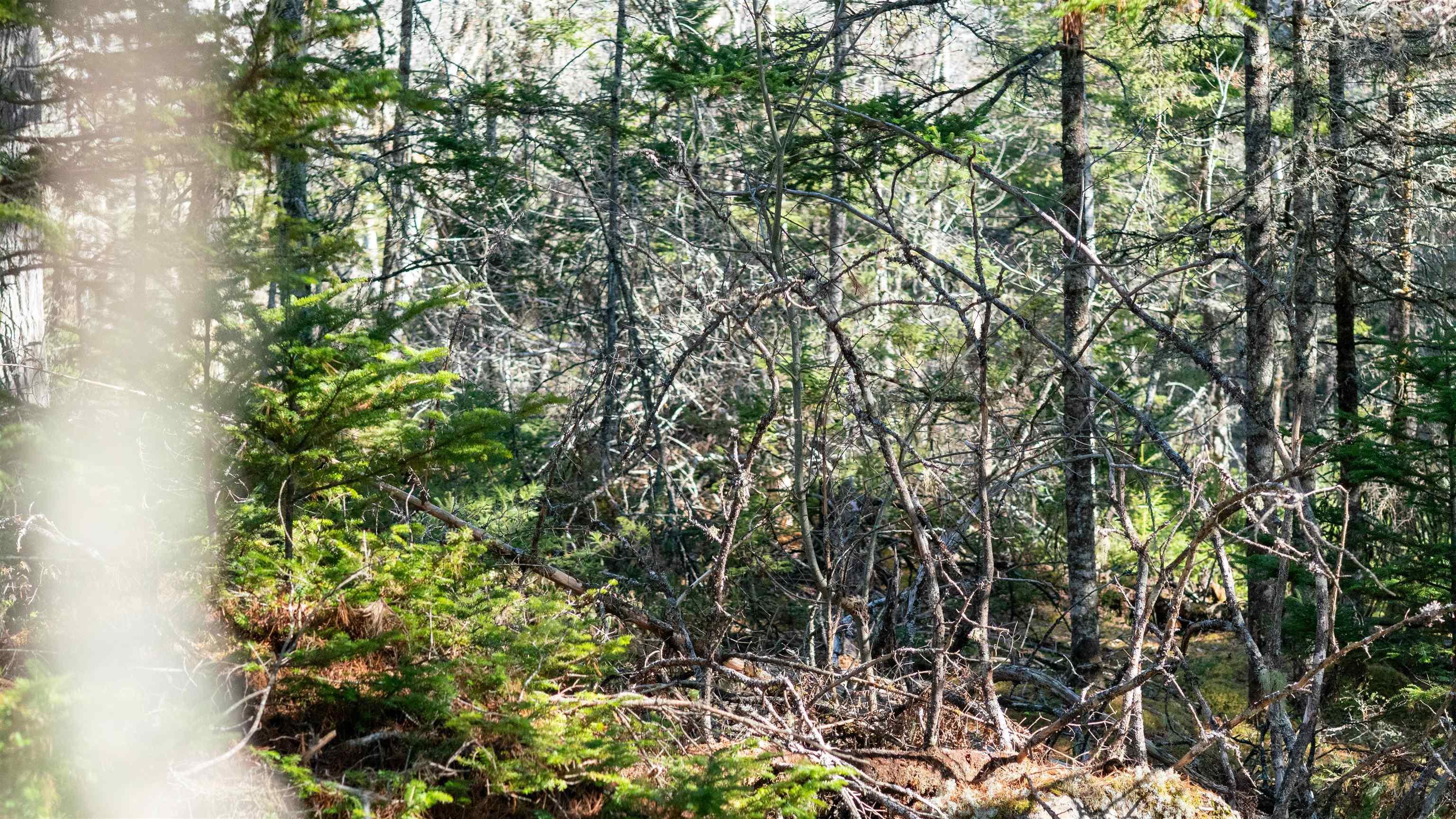 $46,500.00: Lot 13 Maple Drive, Lower Ohio