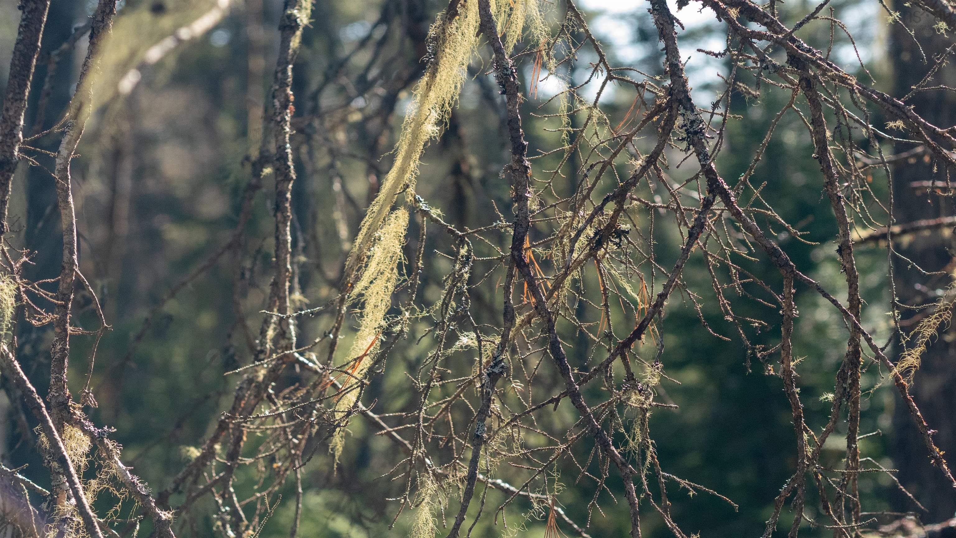 $46,500.00: Lot 13 Maple Drive, Lower Ohio