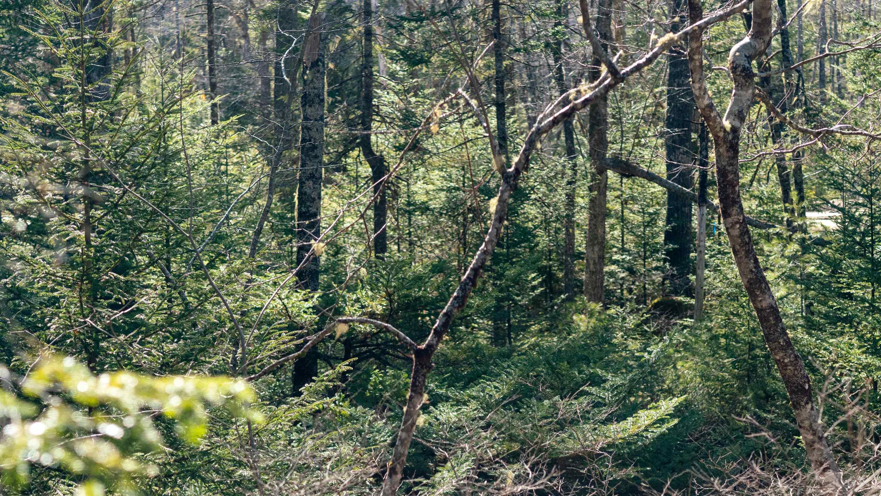 $46,500.00: Lot 14 Maple Drive, Lower Ohio