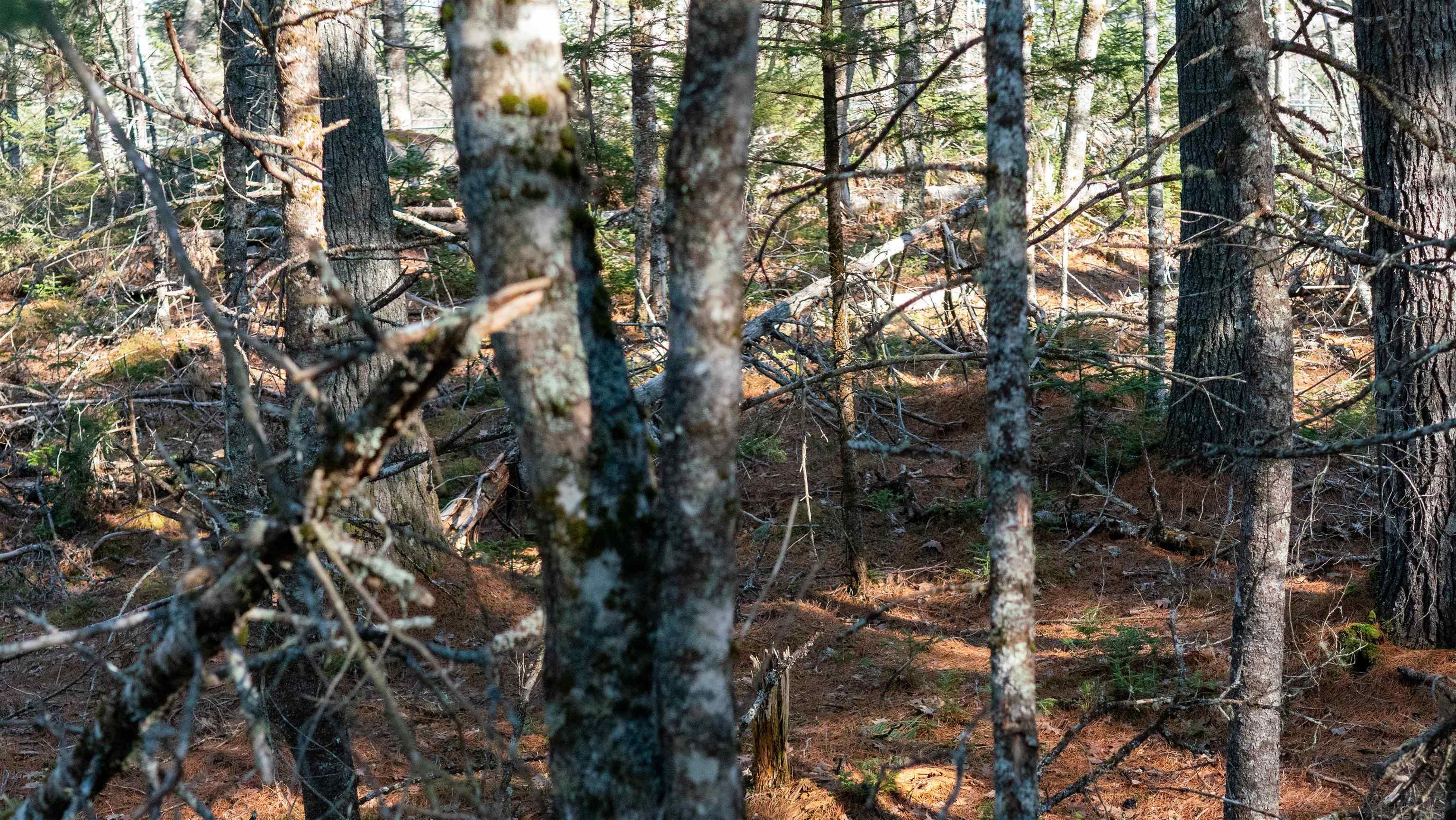 $46,500.00: Lot 14 Maple Drive, Lower Ohio