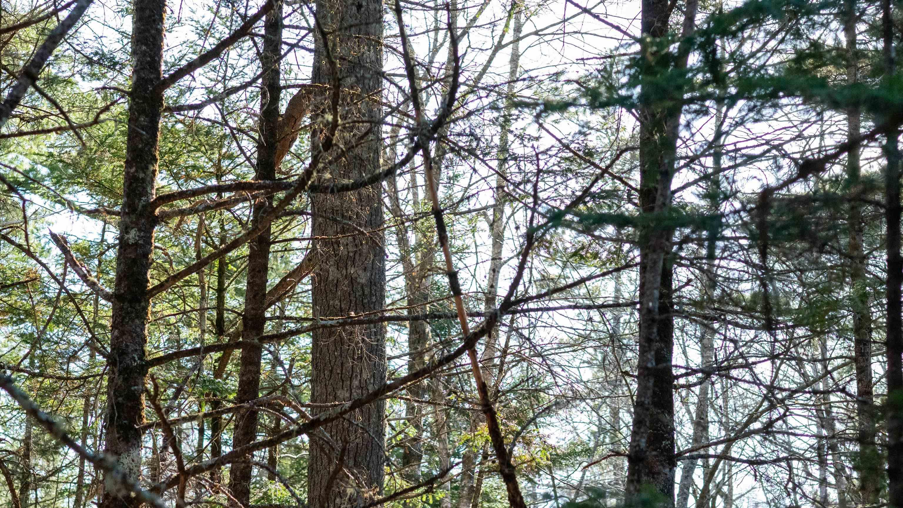 $46,500.00: Lot 14 Maple Drive, Lower Ohio