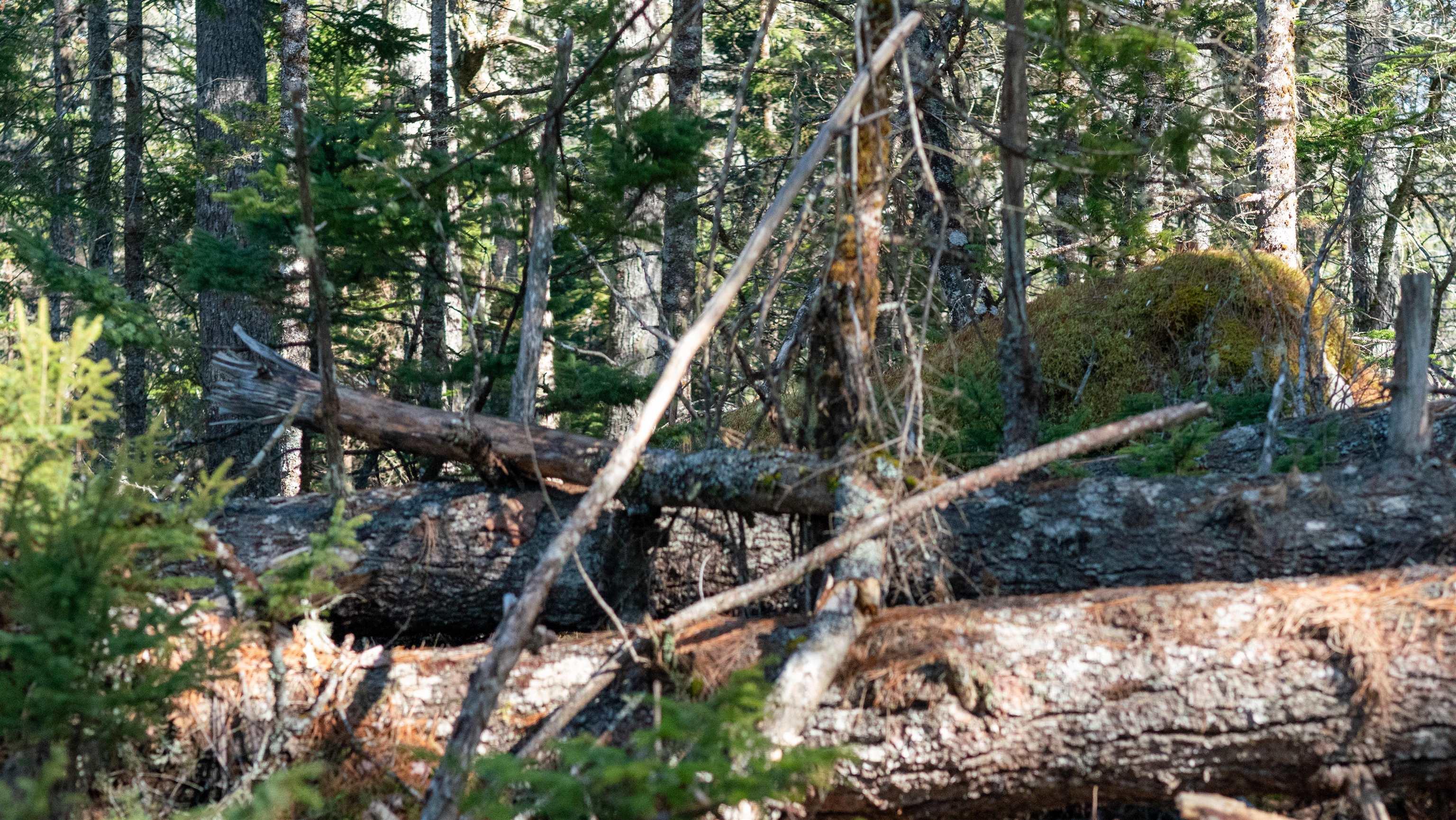 $46,500.00: Lot 14 Maple Drive, Lower Ohio