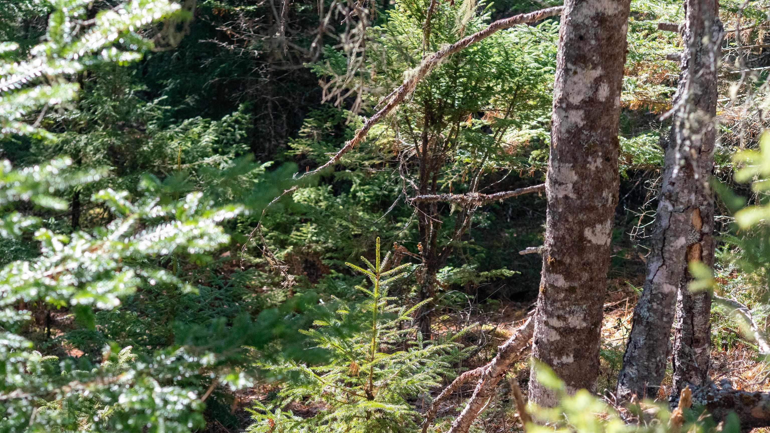 $46,500.00: Lot 14 Maple Drive, Lower Ohio