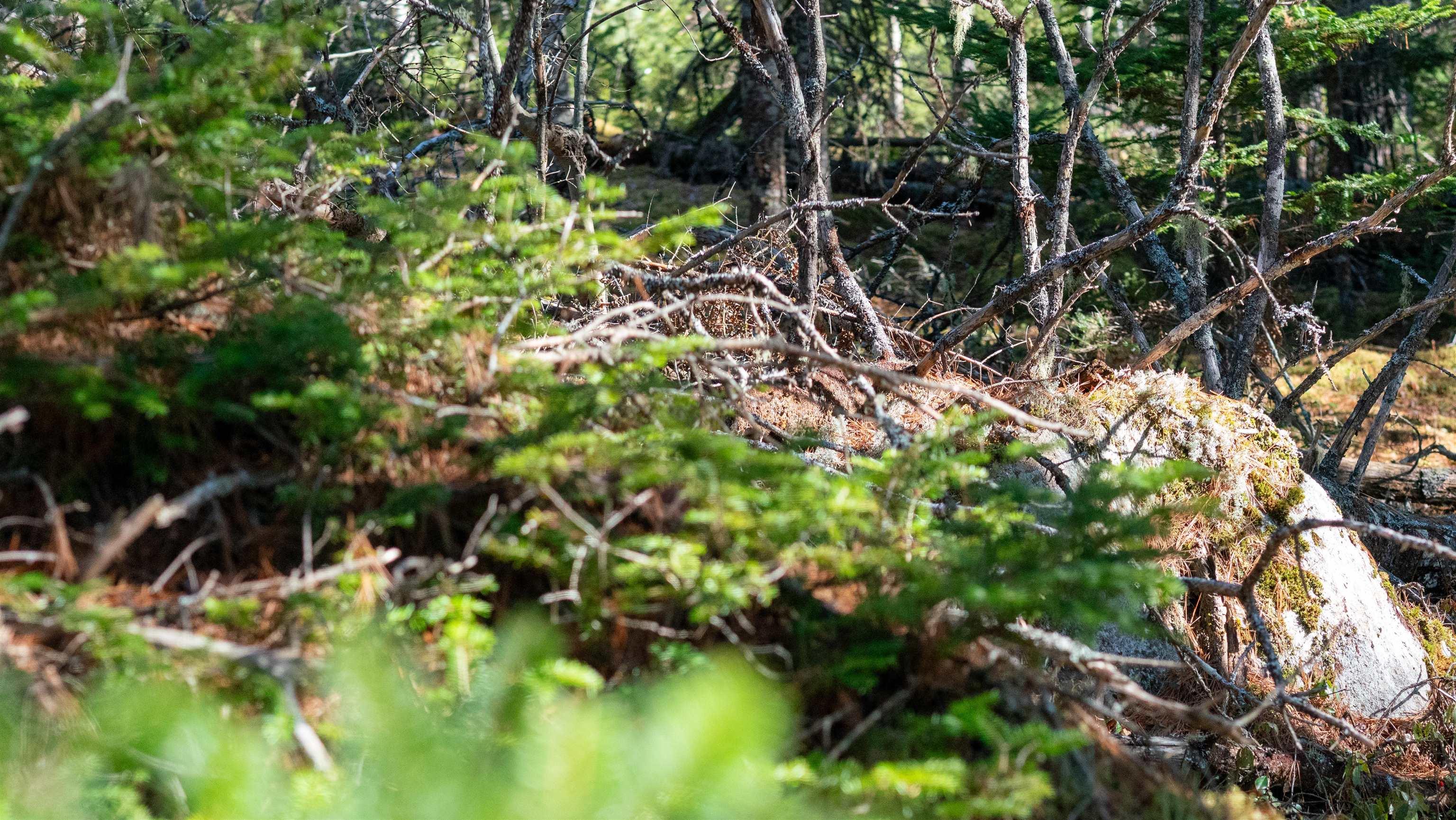 $46,500.00: Lot 14 Maple Drive, Lower Ohio