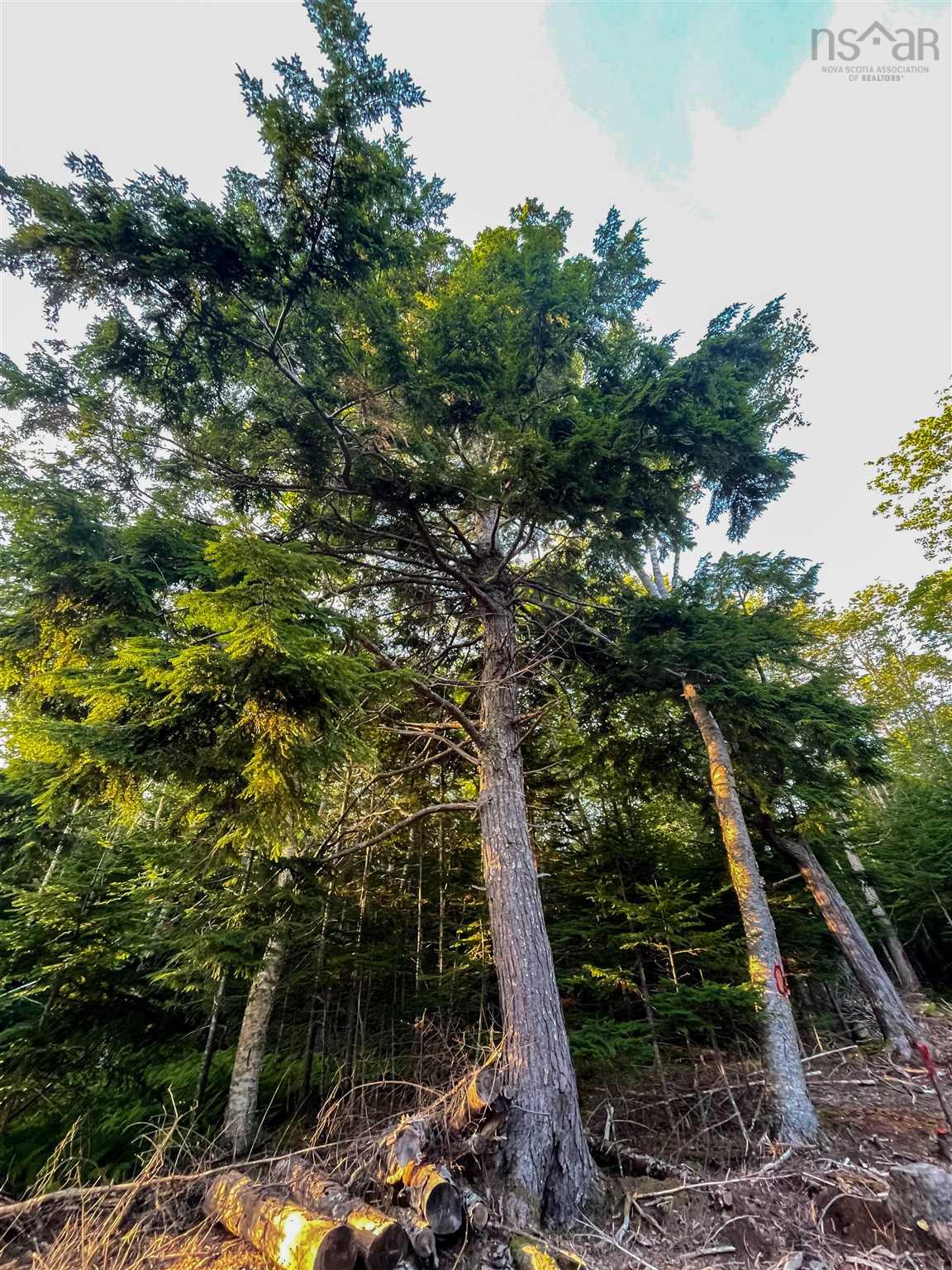 $99,000.00: Lot 10 White Birch Landing, Islandview