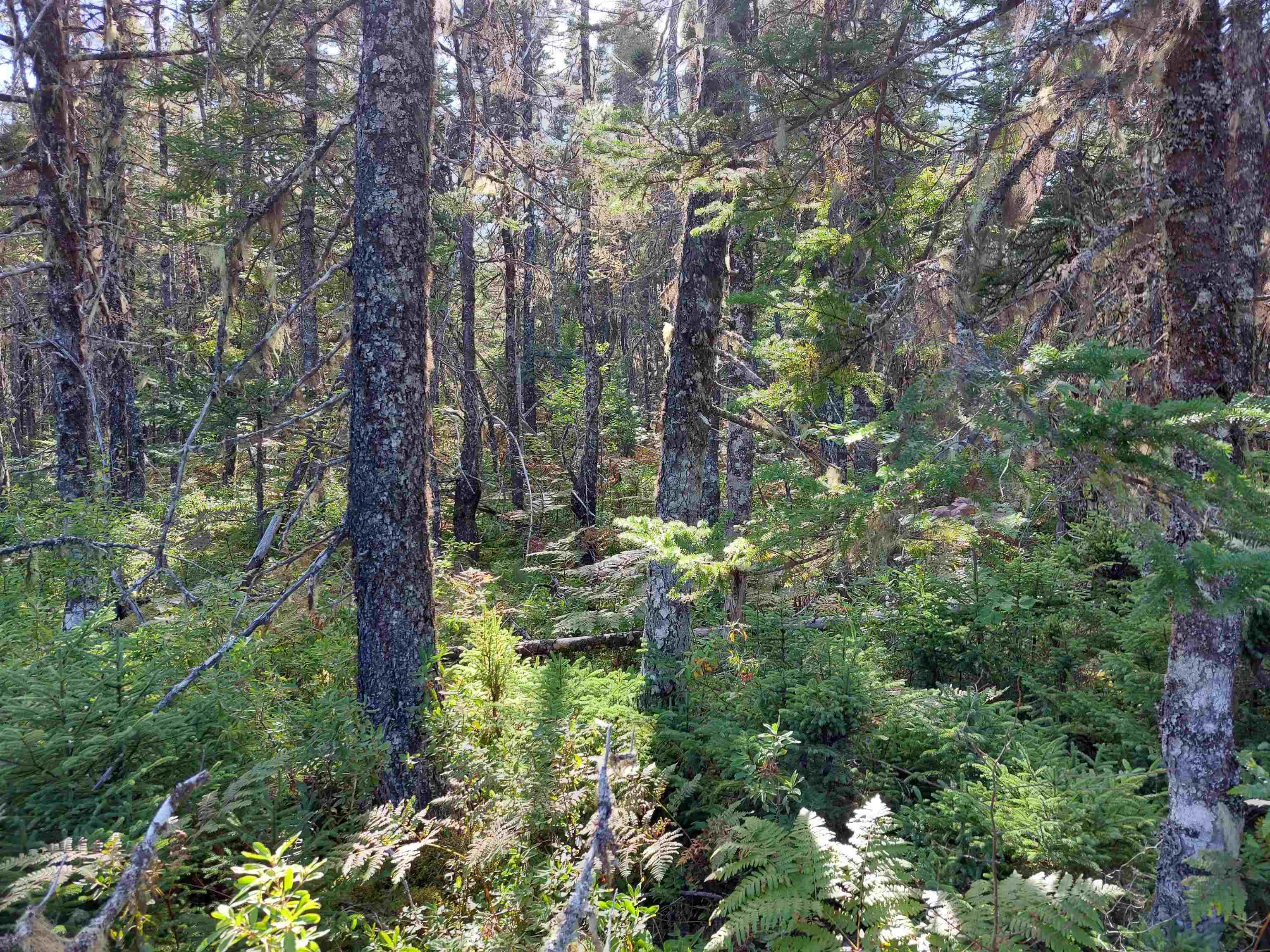 $35,000.00: Lot 25 Doris Lane, Kempt Road
