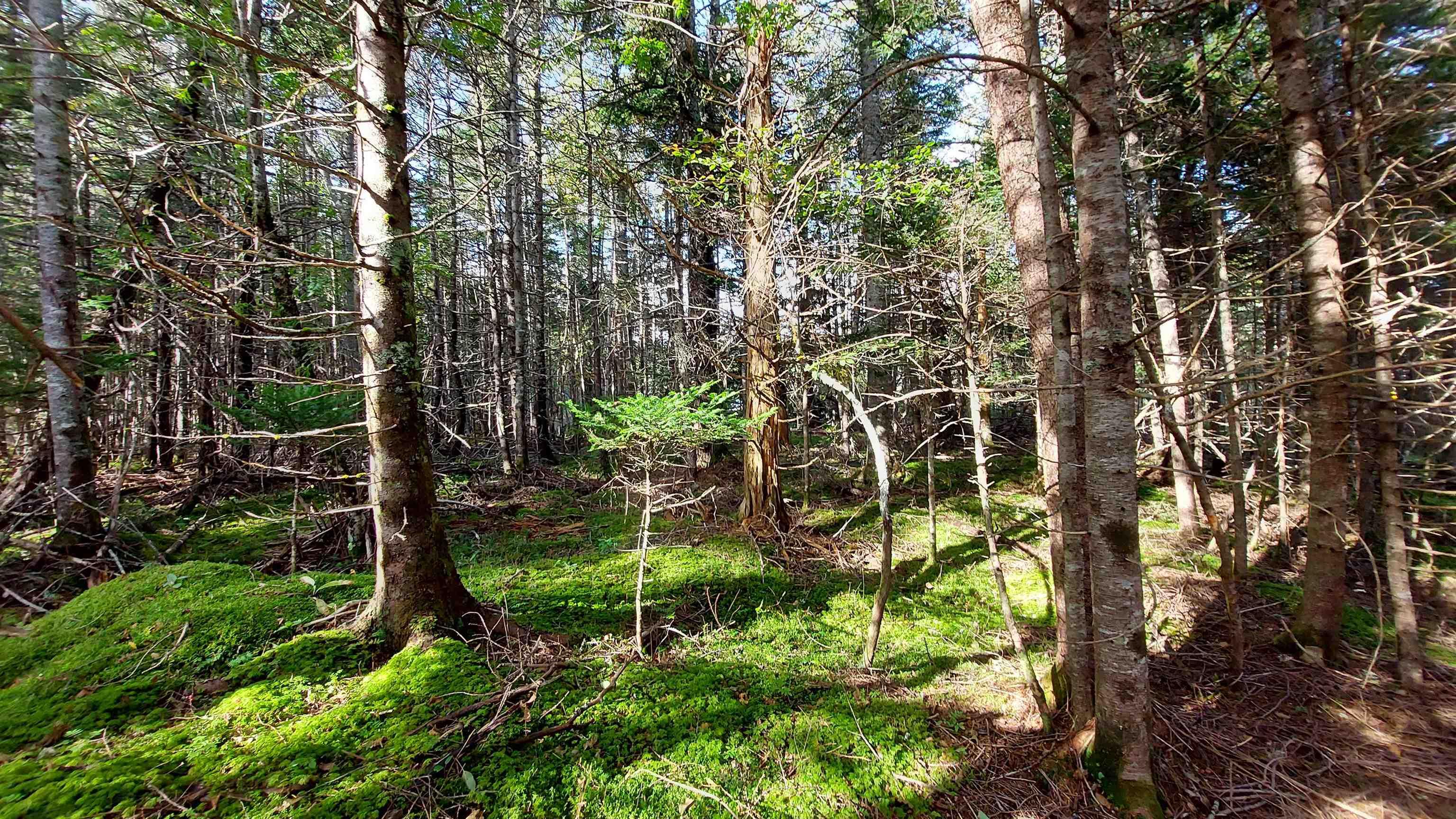 $59,000.00: Lot 7 Lower River Rd, Cleveland
