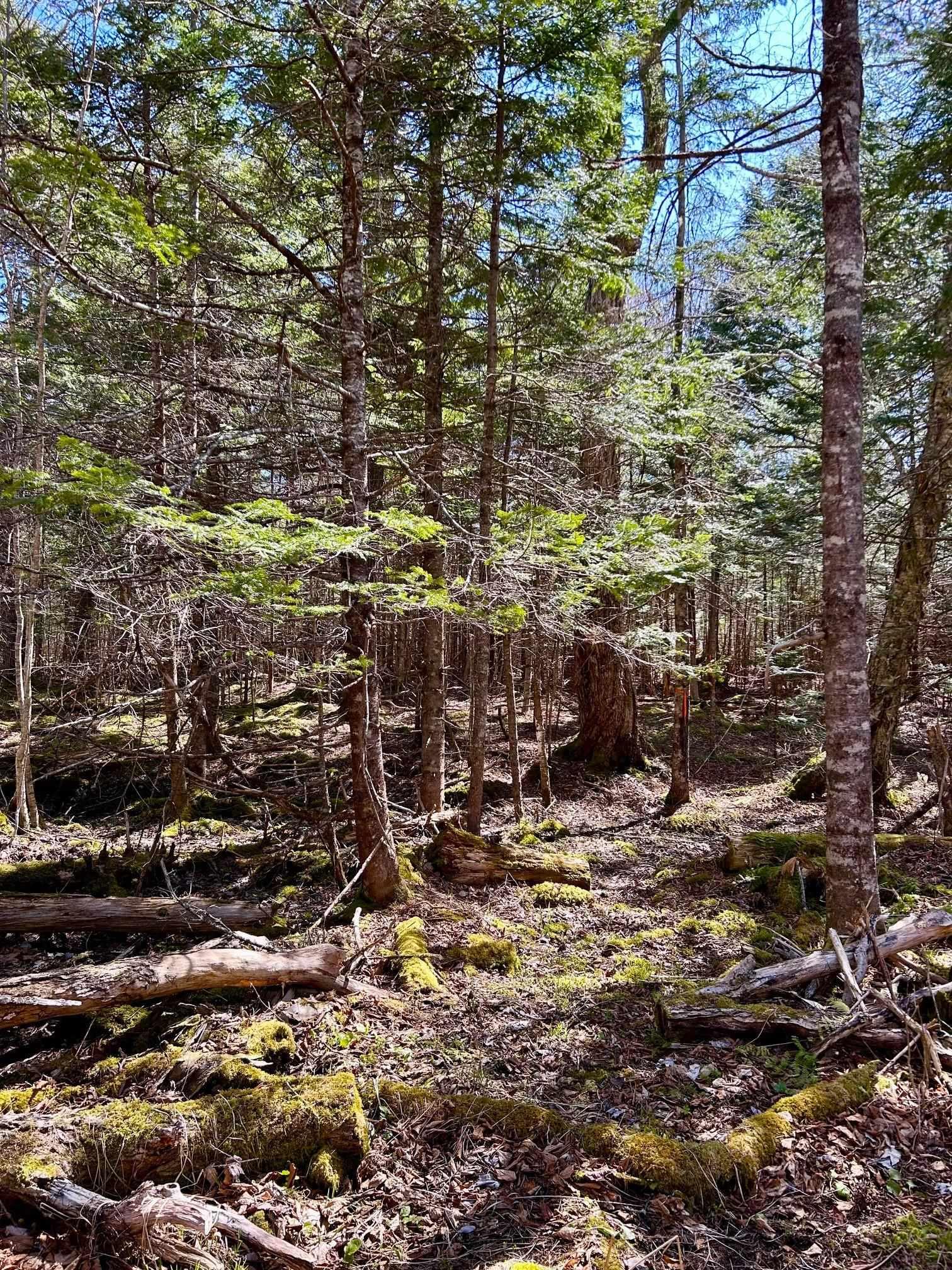 $79,000.00: Lot 1C Marble Mountain Road, Malagawatch