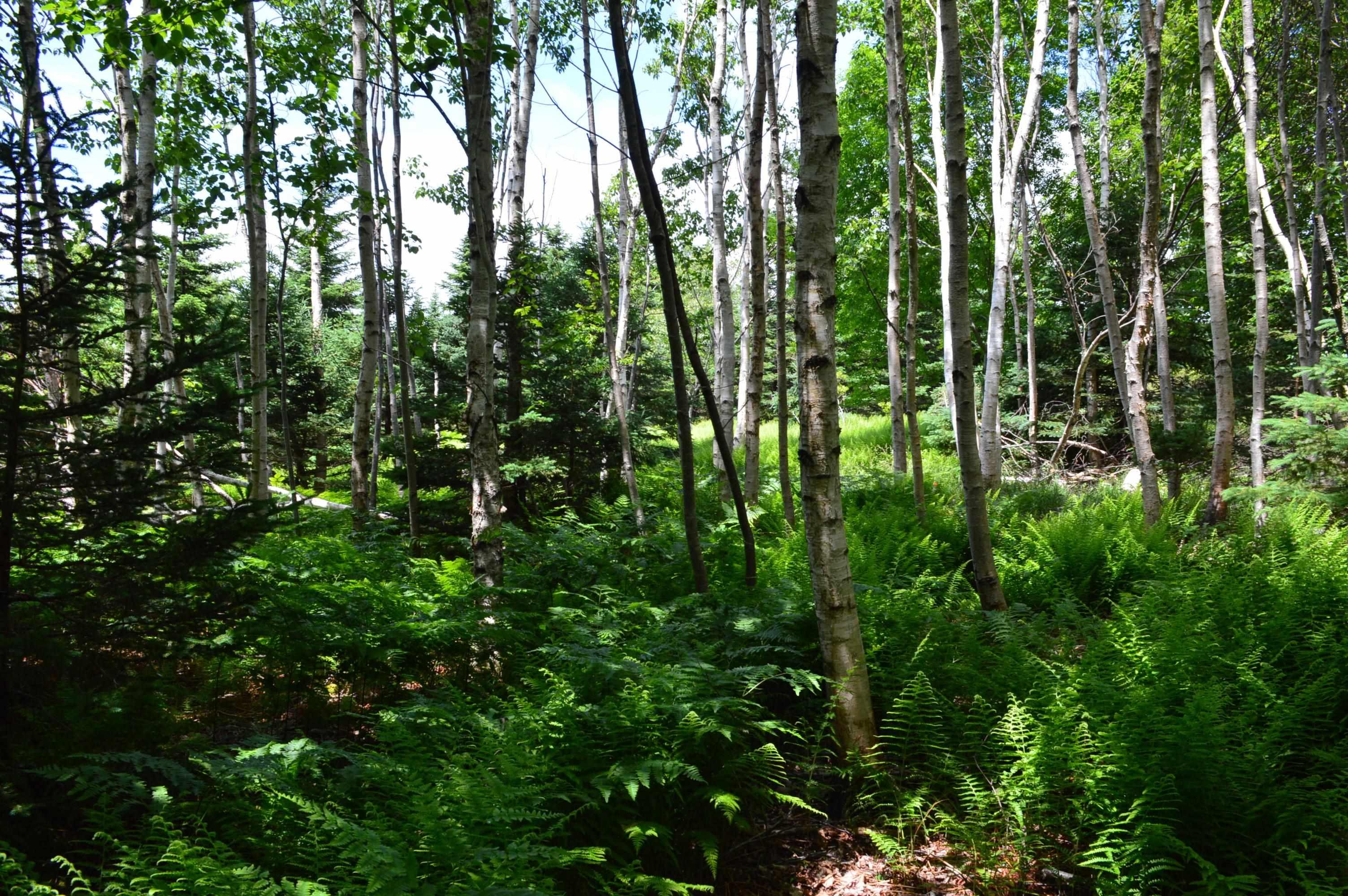 $299,900.00: Lot 2 Portion of 60169216 Blue Rocks Road, Garden Lots