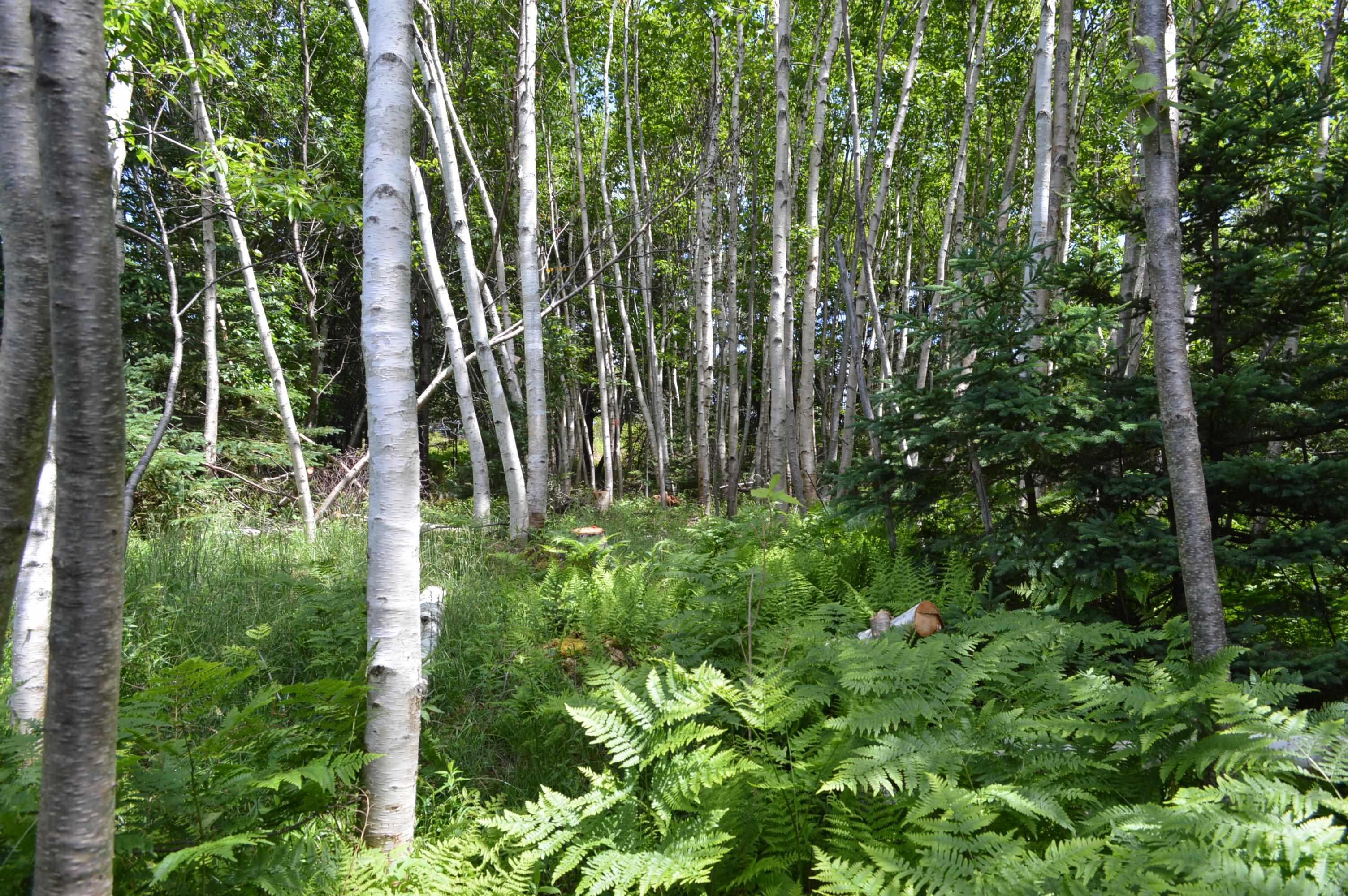 $299,900.00: Lot 2 Portion of 60169216 Blue Rocks Road, Garden Lots