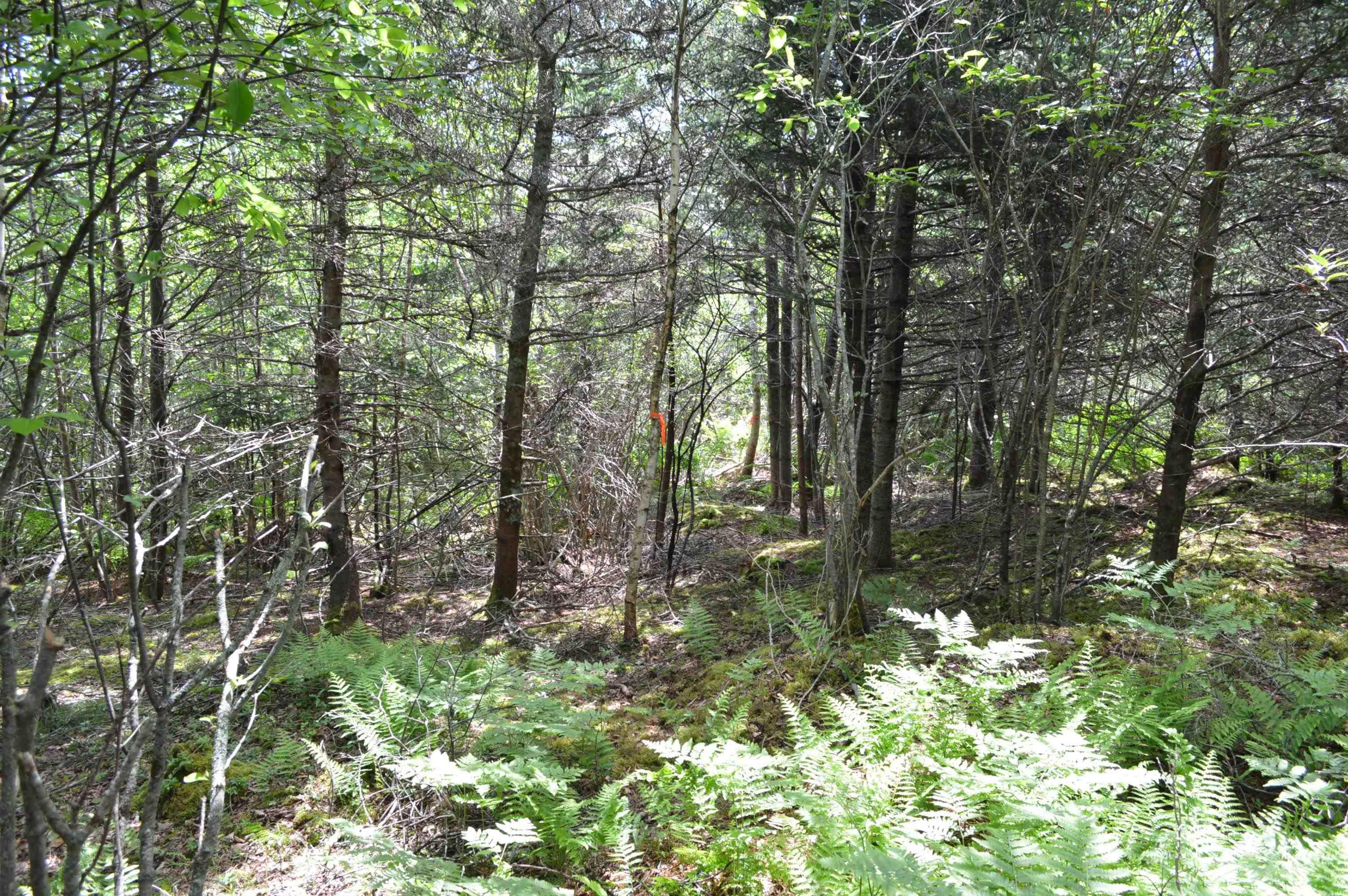$299,900.00: Lot 2 Portion of 60169216 Blue Rocks Road, Garden Lots