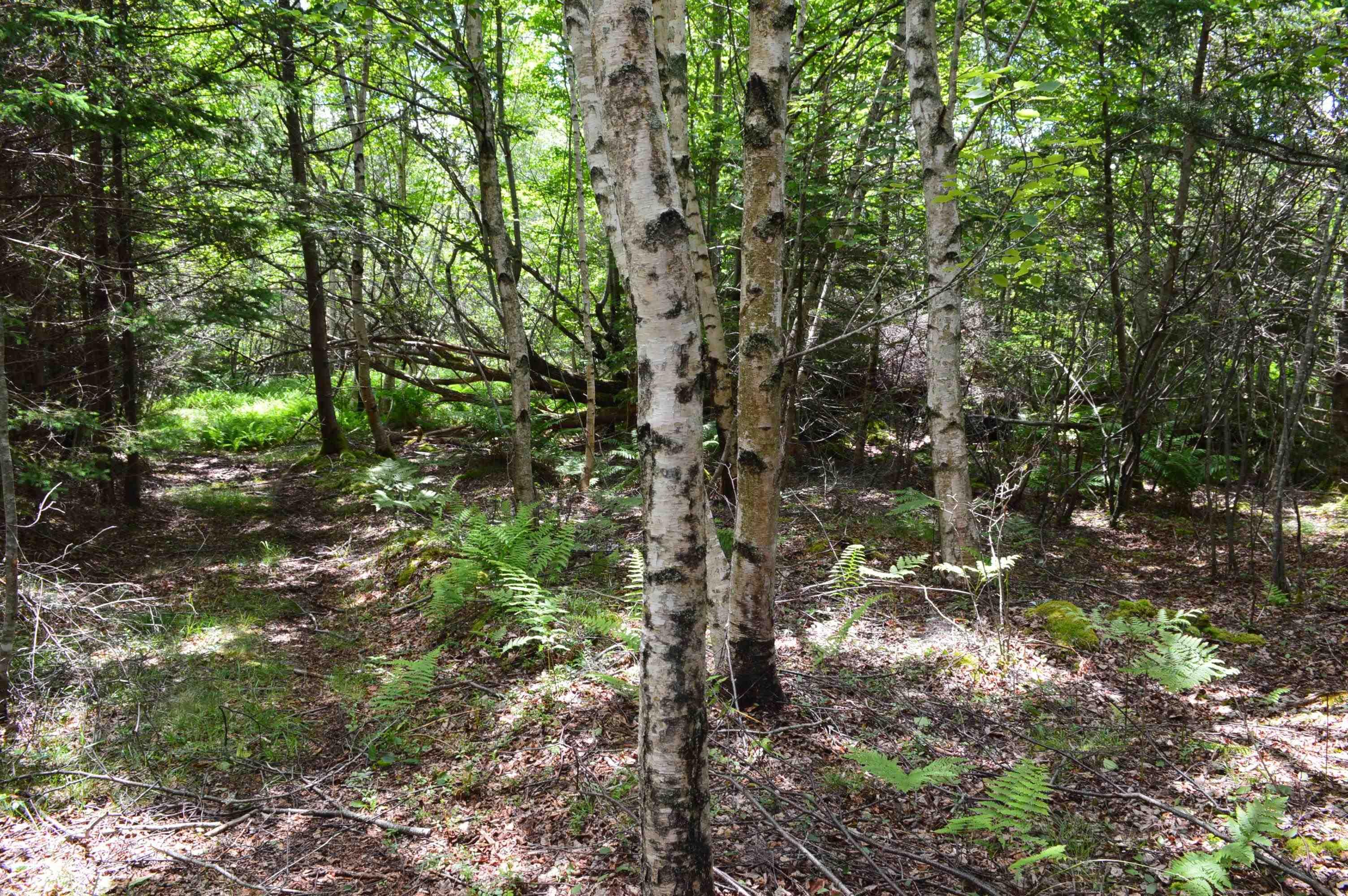 $299,900.00: Lot 2 Portion of 60169216 Blue Rocks Road, Garden Lots