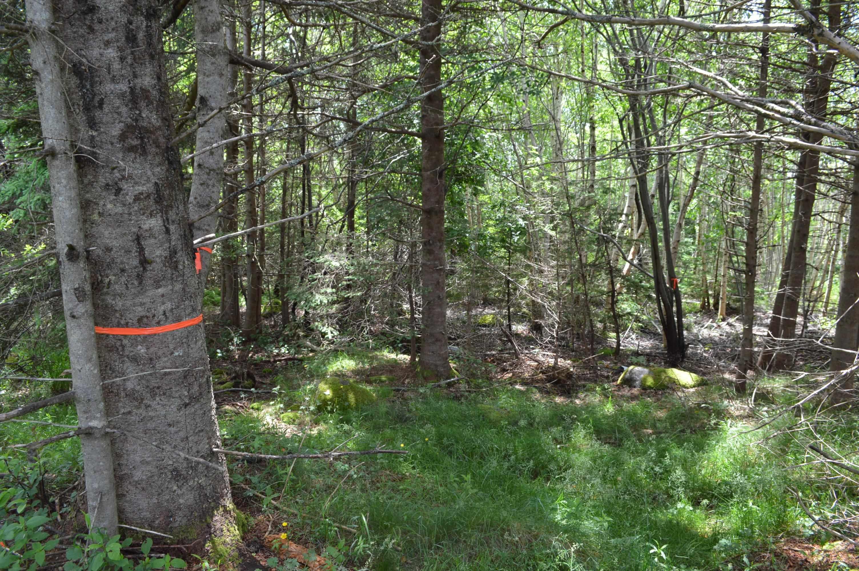 $299,900.00: Lot 2 Portion of 60169216 Blue Rocks Road, Garden Lots