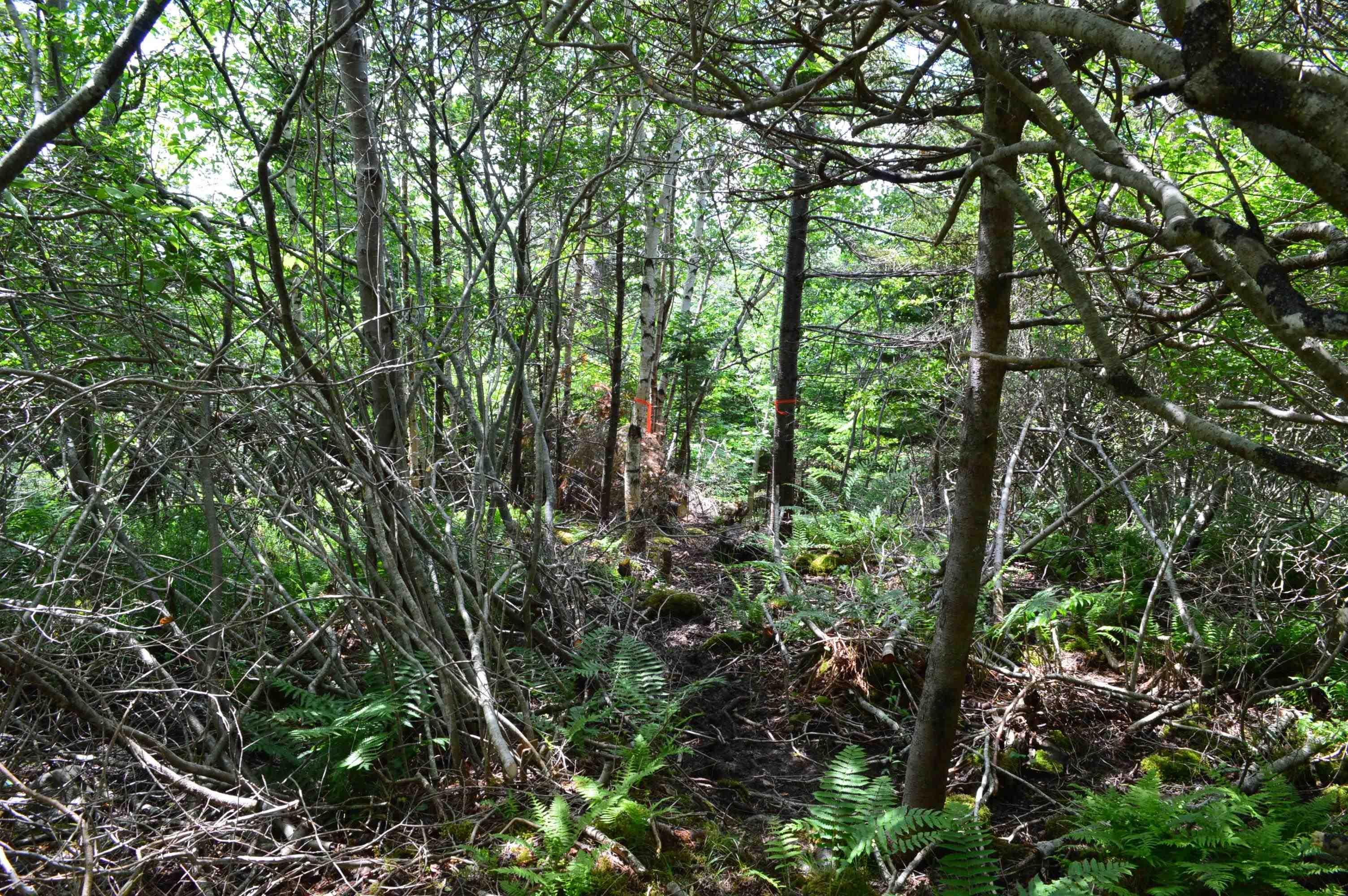 $149,900.00: Lot Portion of 60169216 Blue Rocks Road, Garden Lots