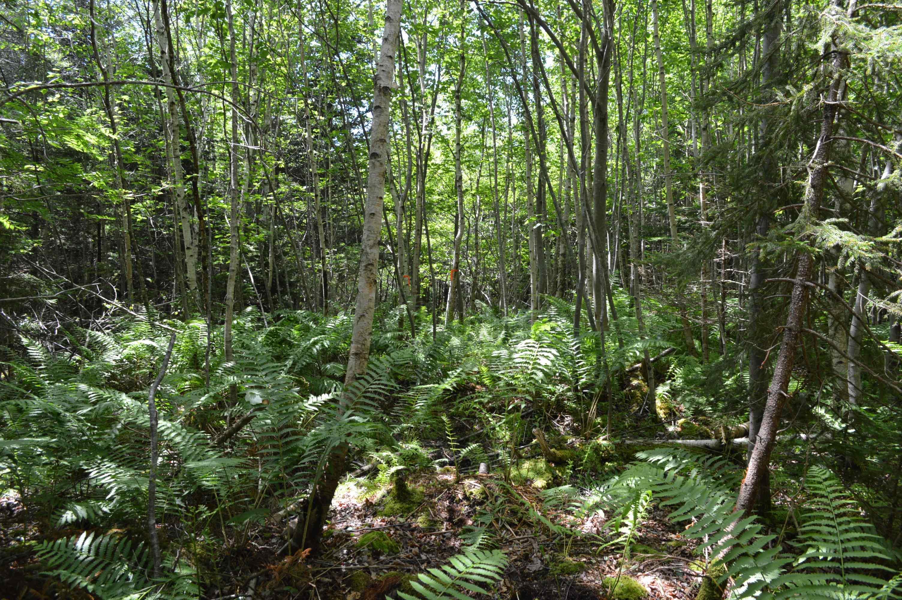 $149,900.00: Lot Portion of 60169216 Blue Rocks Road, Garden Lots