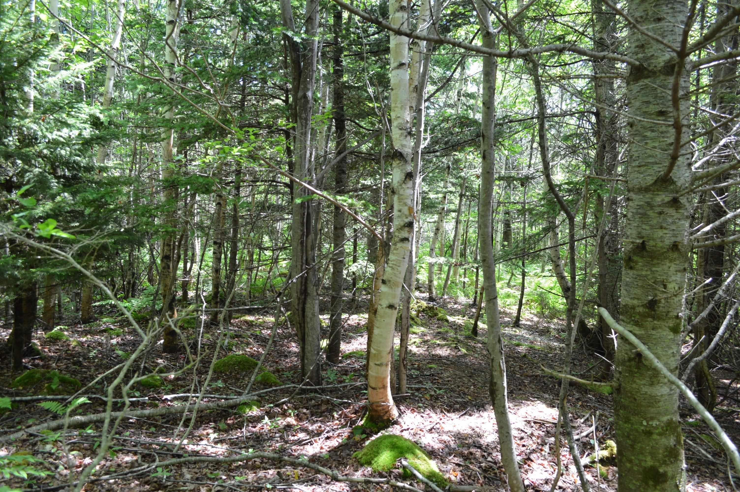 $149,900.00: Lot Portion of 60169216 Blue Rocks Road, Garden Lots