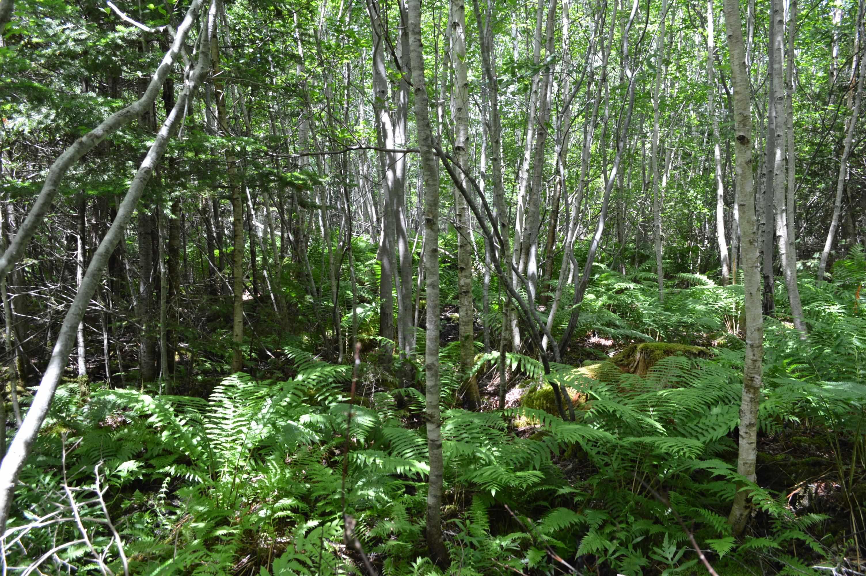 $149,900.00: Lot Portion of 60169216 Blue Rocks Road, Garden Lots