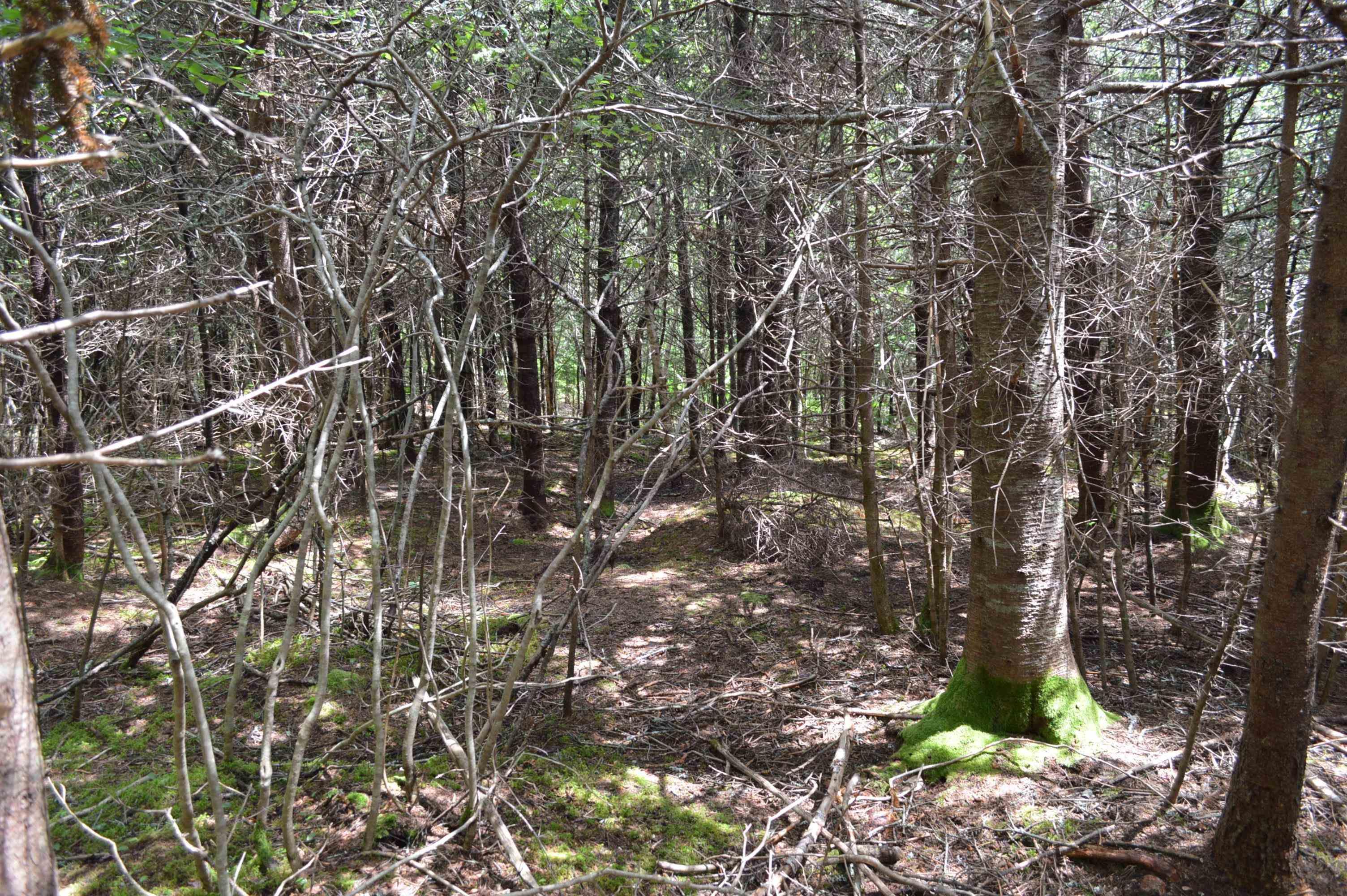 $149,900.00: Lot Portion of 60169216 Blue Rocks Road, Garden Lots