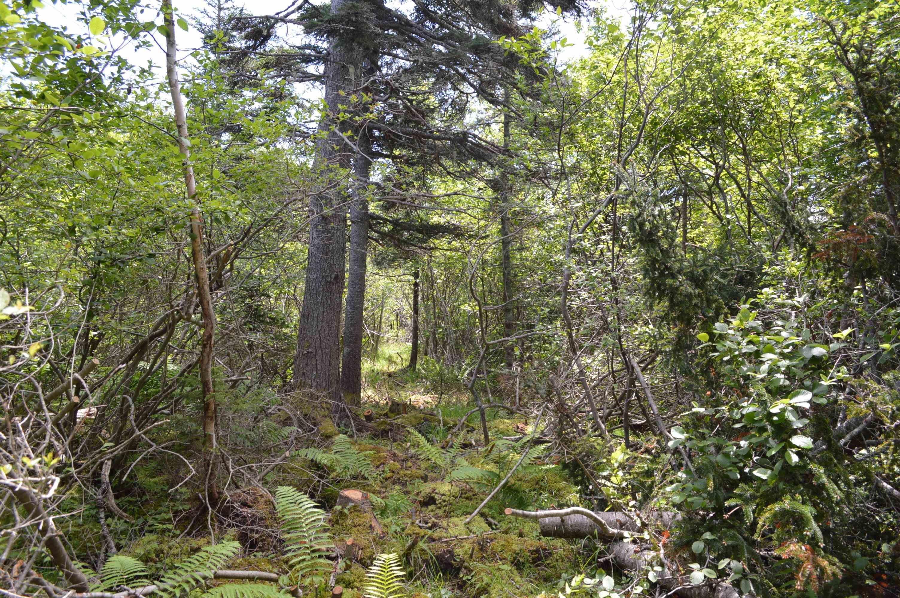 $149,900.00: Lot Portion of 60169216 Blue Rocks Road, Garden Lots