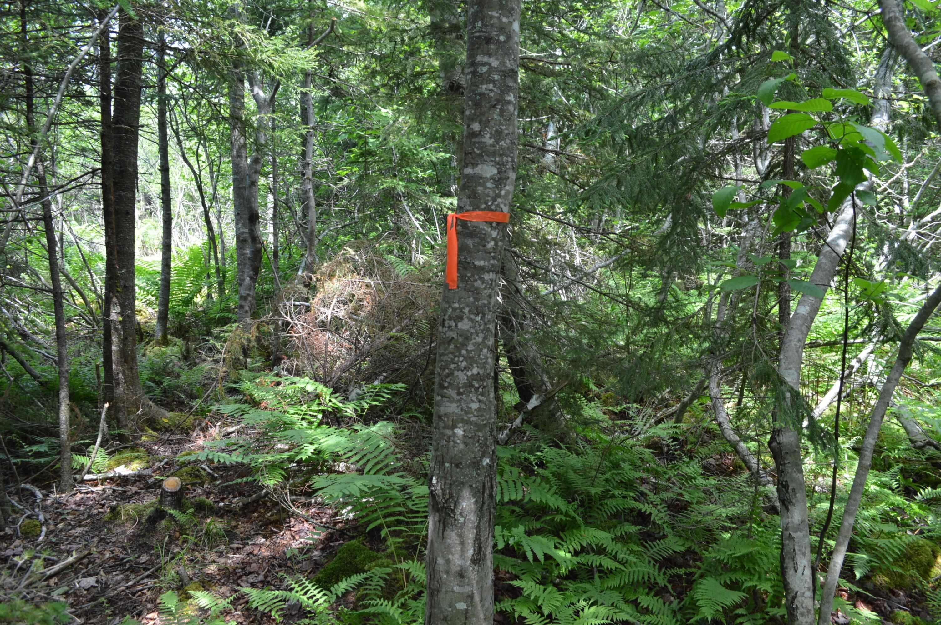 $149,900.00: Lot Portion of 60169216 Blue Rocks Road, Garden Lots