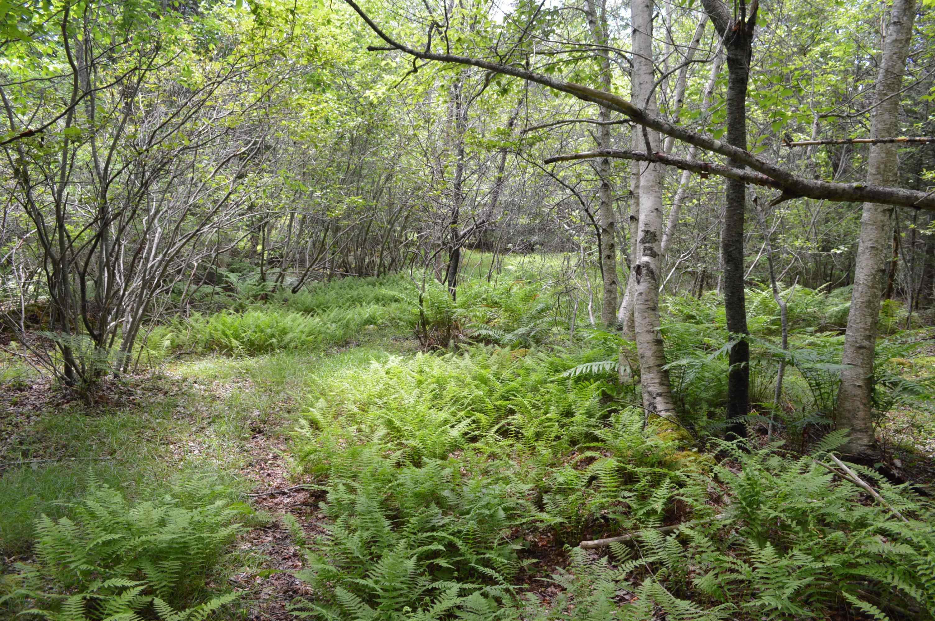 $149,900.00: Lot Portion of 60169216 Blue Rocks Road, Garden Lots