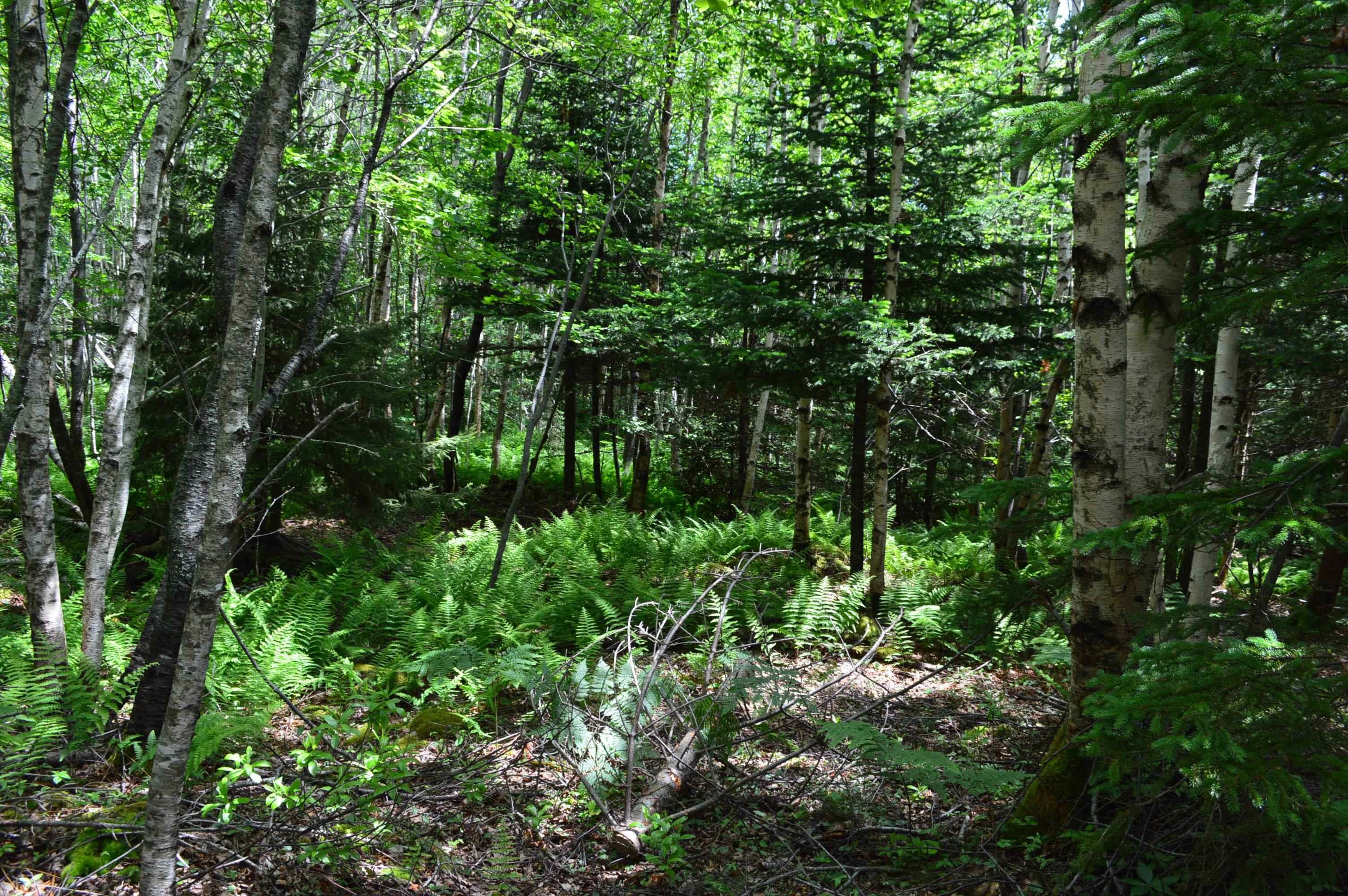$149,900.00: Lot Portion of 60169216 Blue Rocks Road, Garden Lots