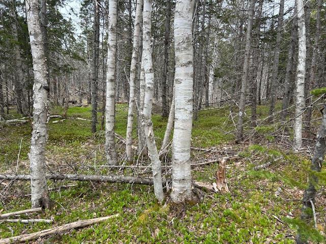 $149,000.00: Cabot Trail, Indian Brook
