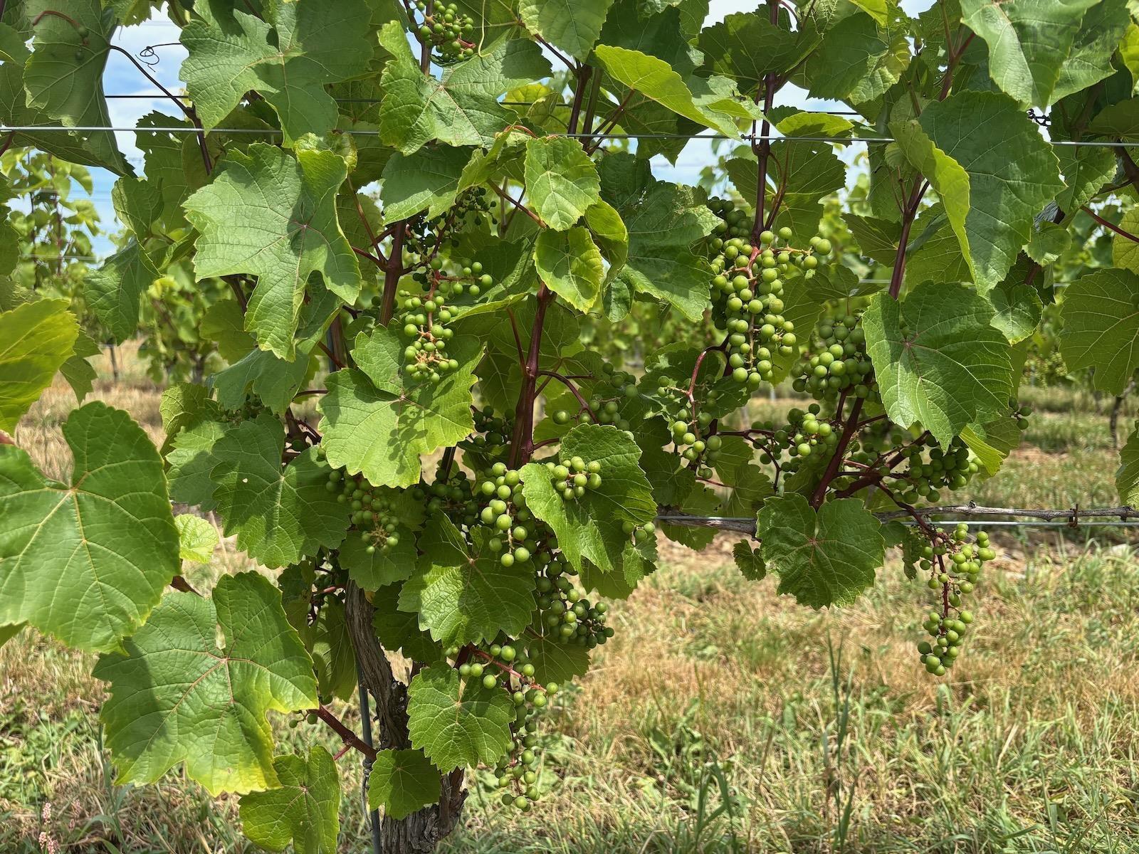 $1,490,000.00: 4113 340 Highway, Carleton