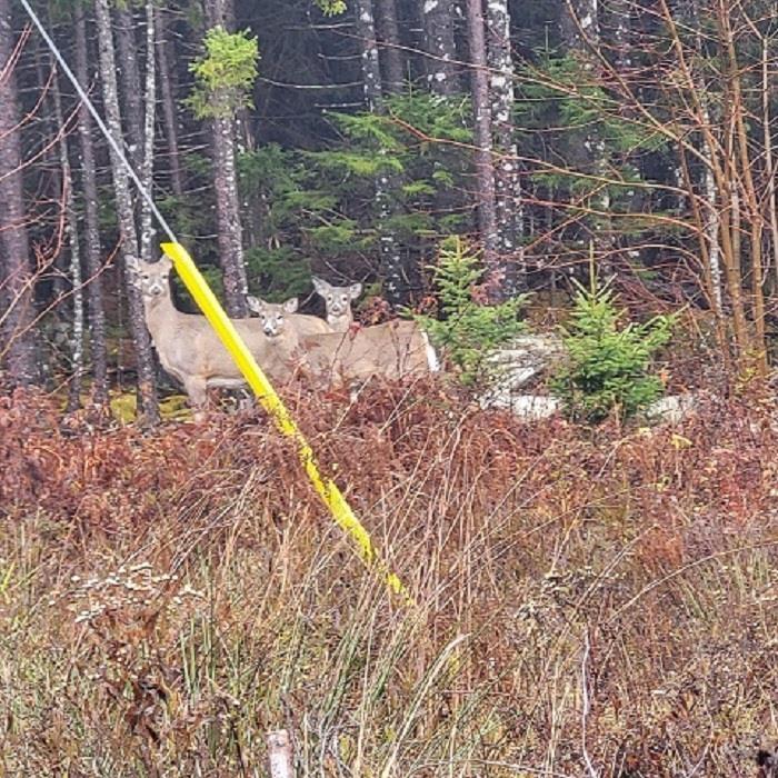 $60,000.00: 9124 Upper Clyde Road, Welshtown