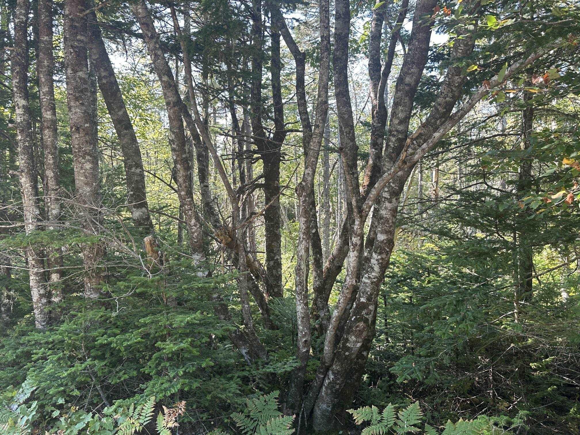 $85,000.00: Lot 3 Stewarts Point Road, East Port L