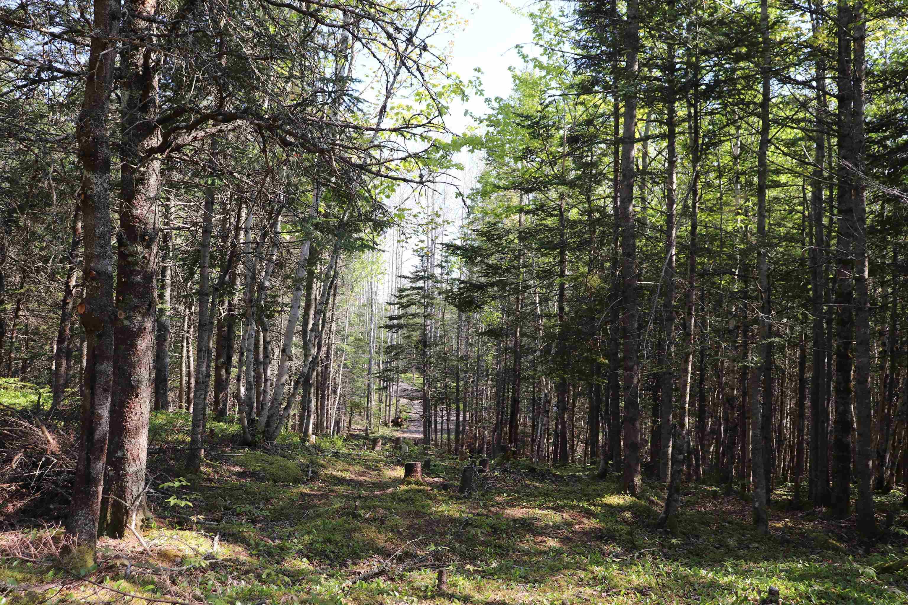 $119,900.00: Lot Forest Glade Road, Forest Glade
