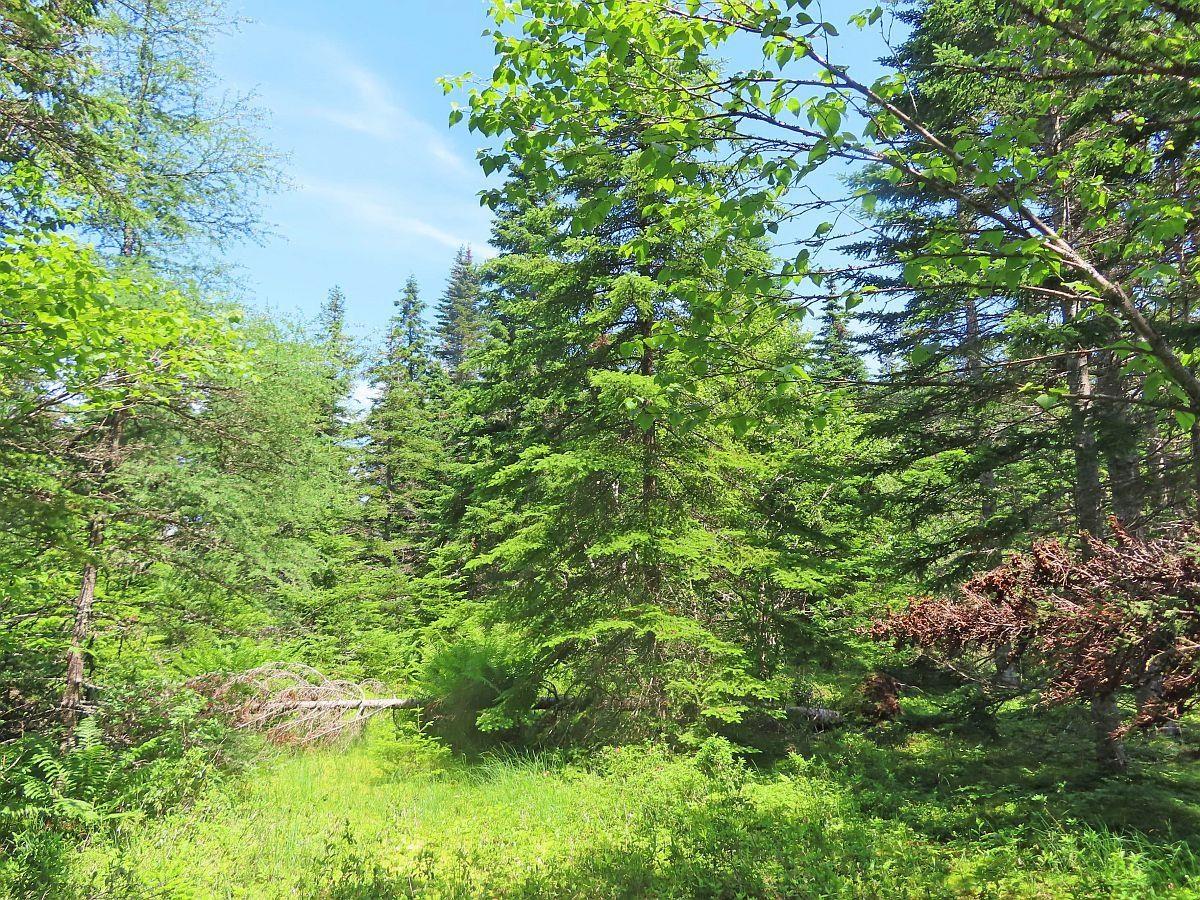 $59,000.00: 20 Acres Upper Grand Mira Road, Upper Grand Mira