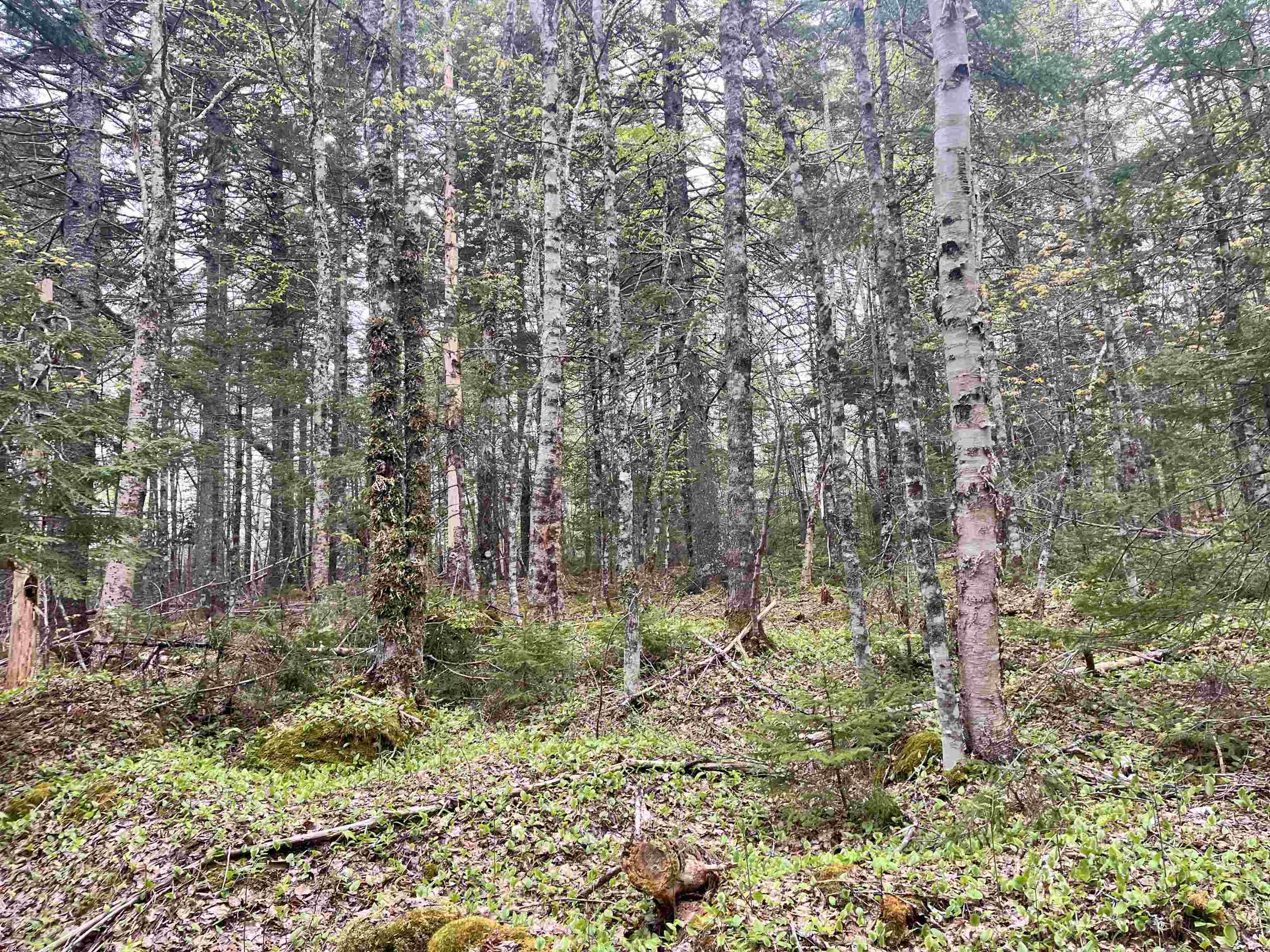 $70,000.00: Lot VB1 Camp Lake Drive, New Ross