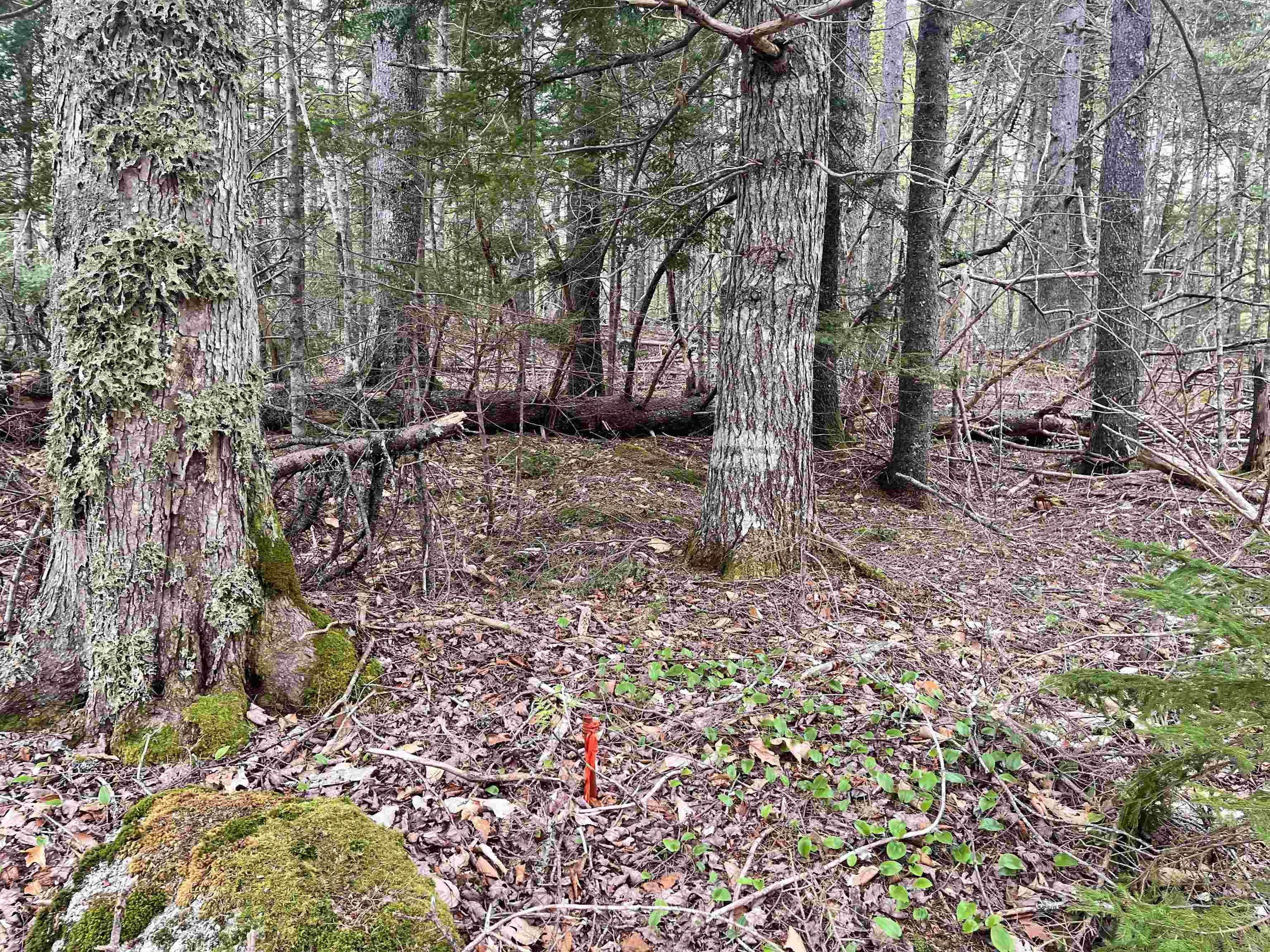 $70,000.00: Lot VB1 Camp Lake Drive, New Ross