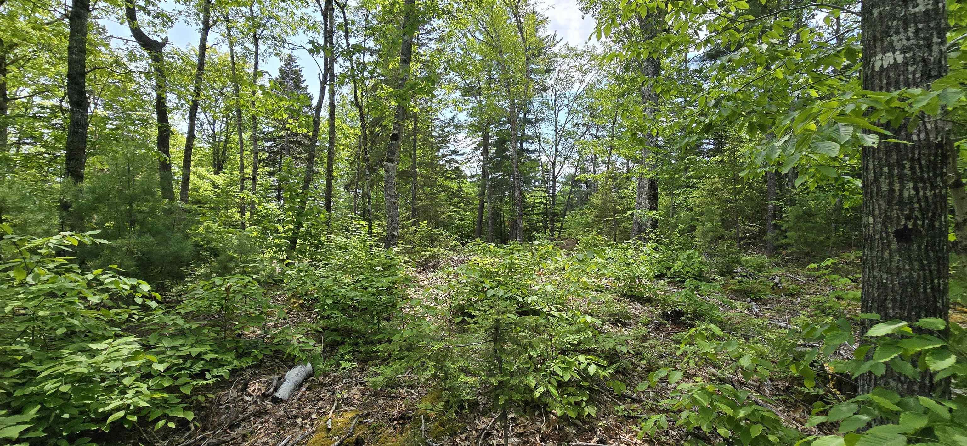 $41,900.00: Lot 24-1 East Clifford Road, East Clifford