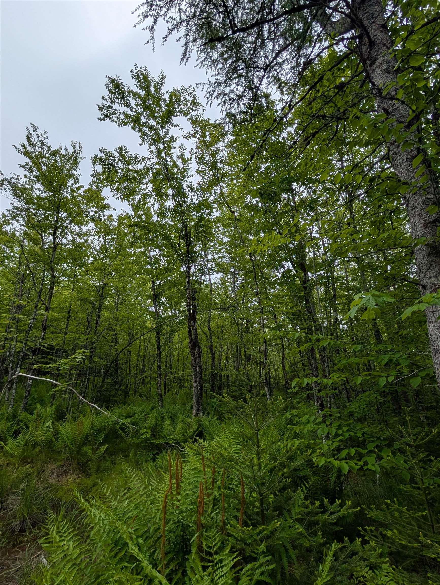 $189,900.00: CM2J Lot CM2J Mackenzie Lane, Mount Uniacke