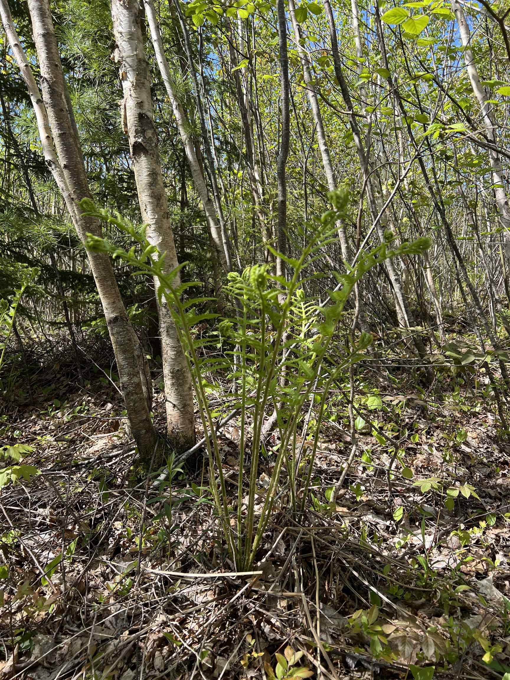 $79,000.00: Lot 2A Highway 329, Deep Cove