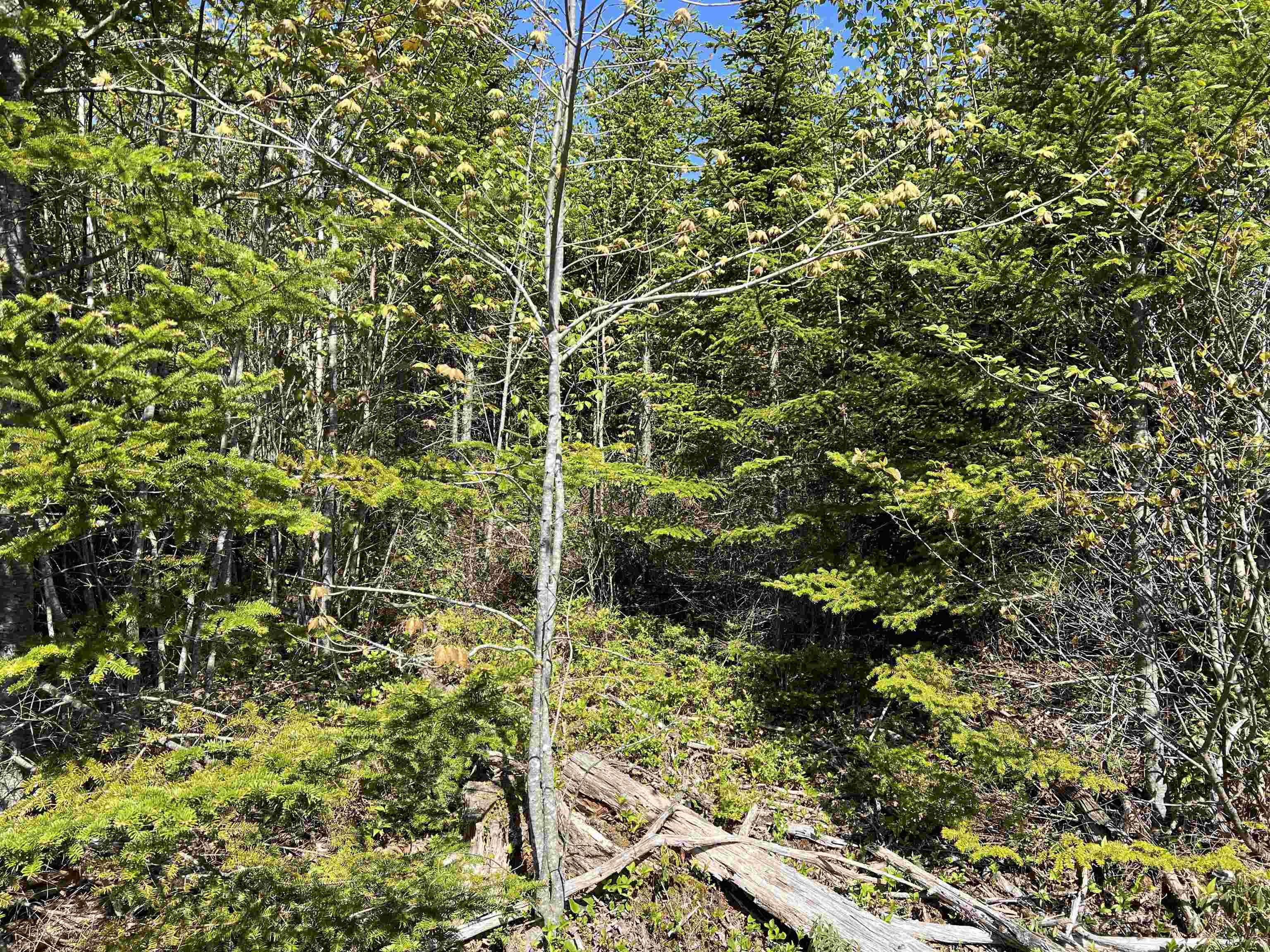 $79,000.00: Lot 2A Highway 329, Deep Cove
