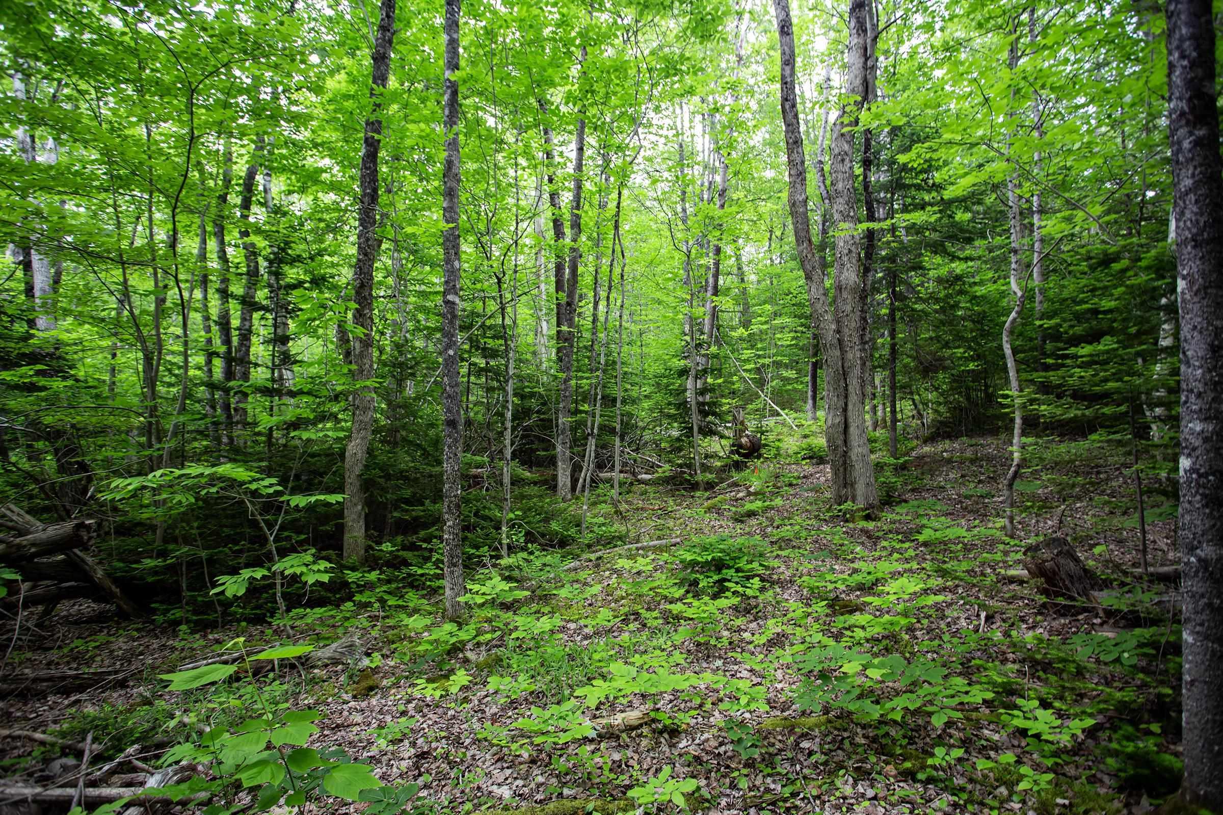 $105,000.00: Lot Best Road, Coldbrook