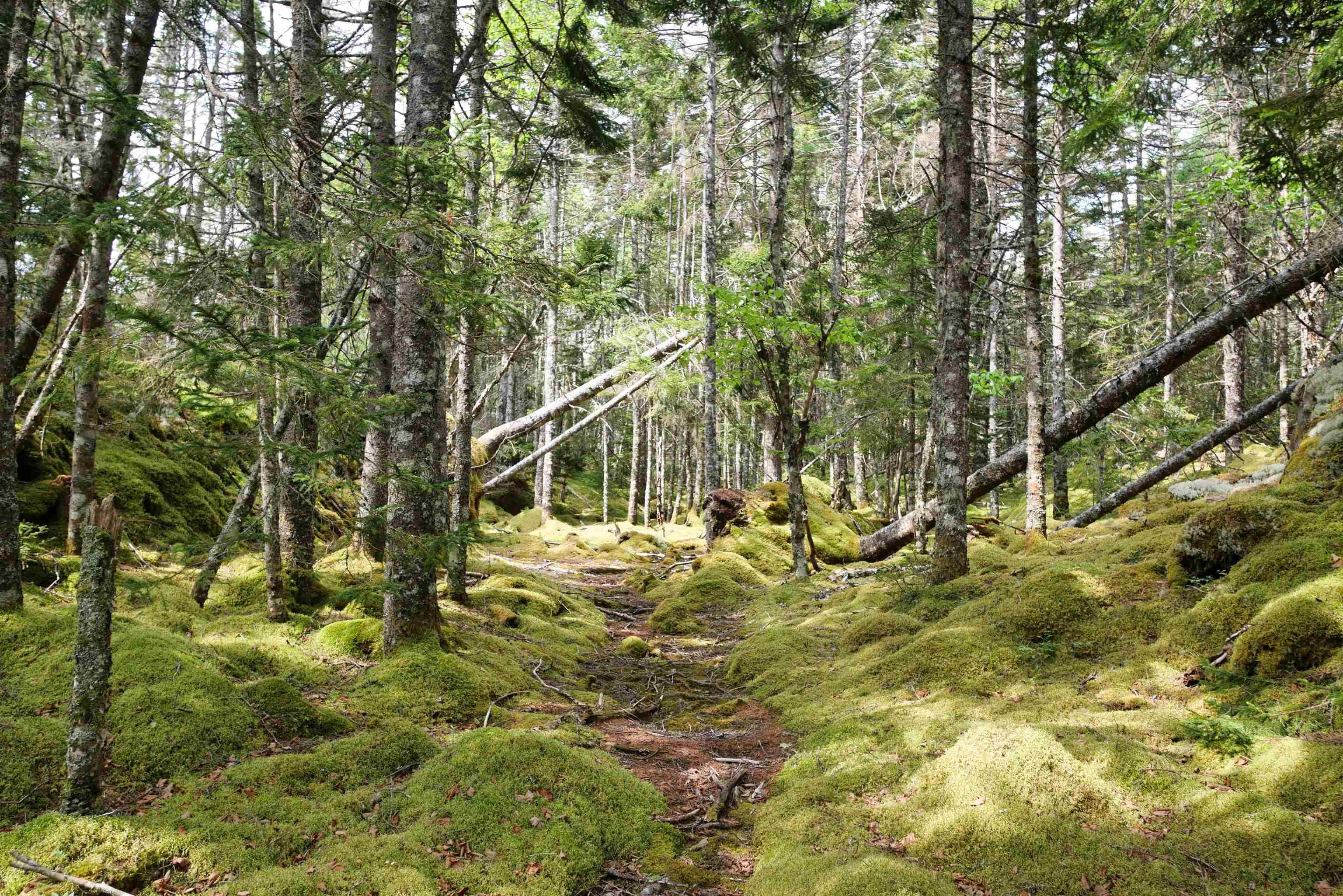 $289,000.00: Moshers Island Road, Moshers Island