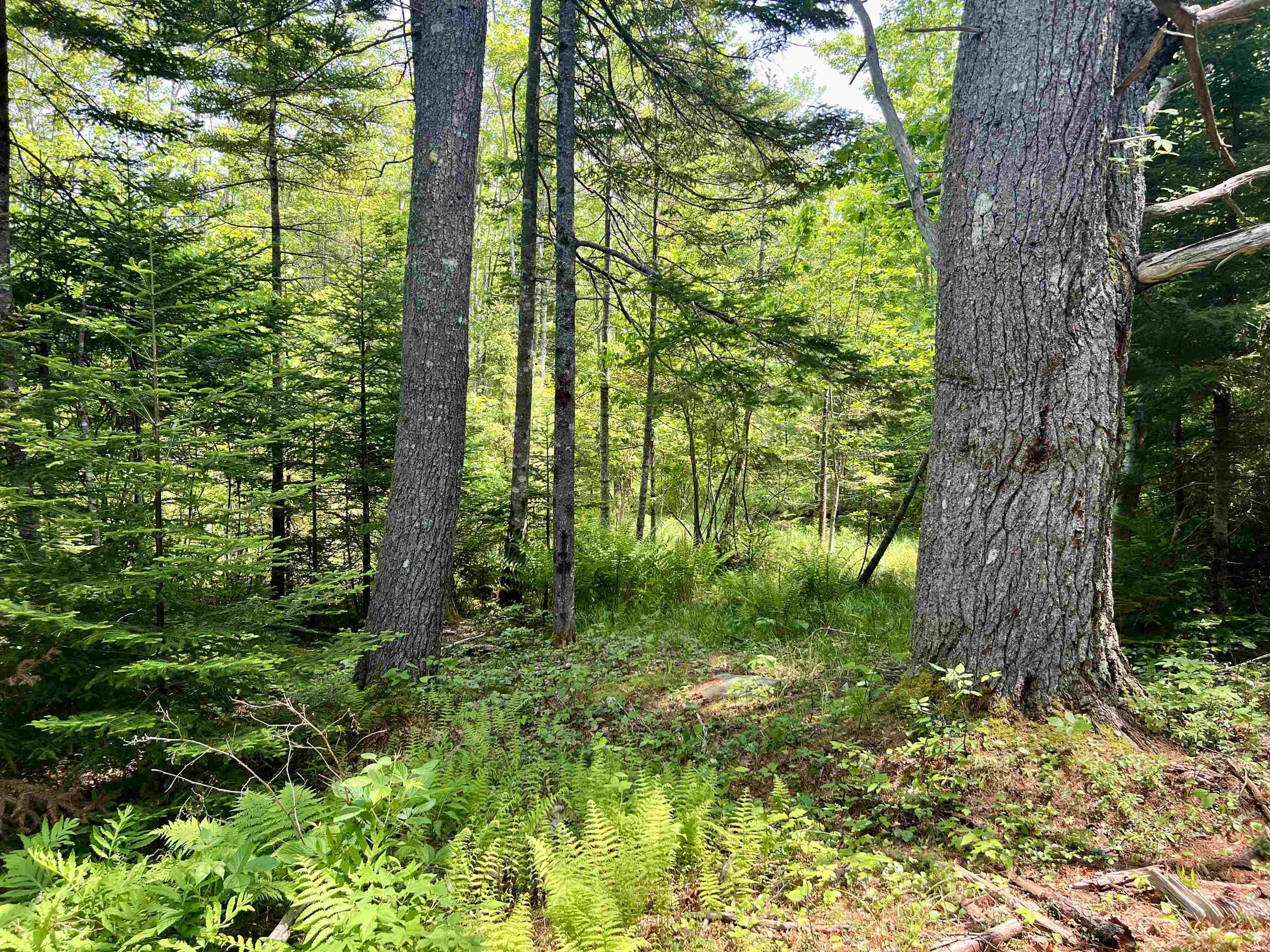 $28,000.00: Lot Morton Street, Milton