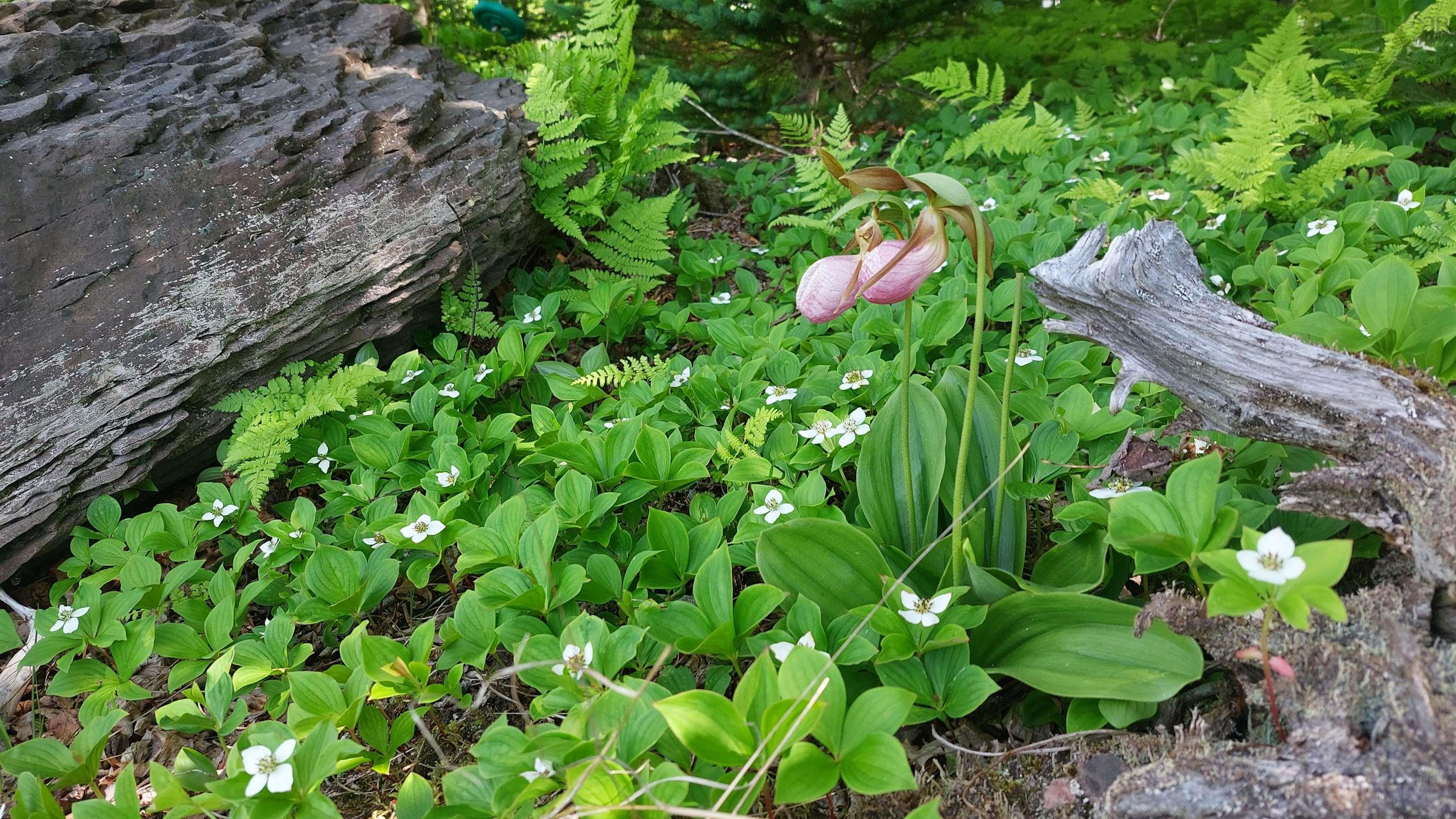 $29,500.00: Lot 22 Kopylov Lane, Kempt Road