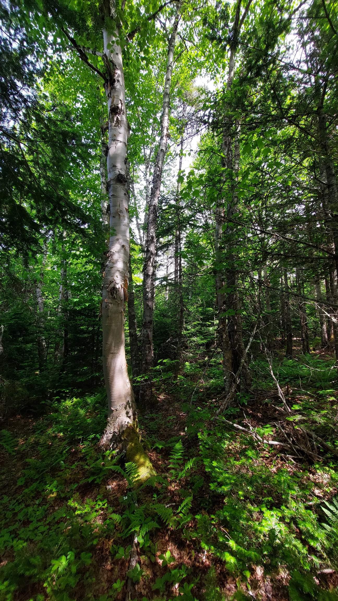 $39,000.00: Lot 23 Kopylov Lane, Kempt Road