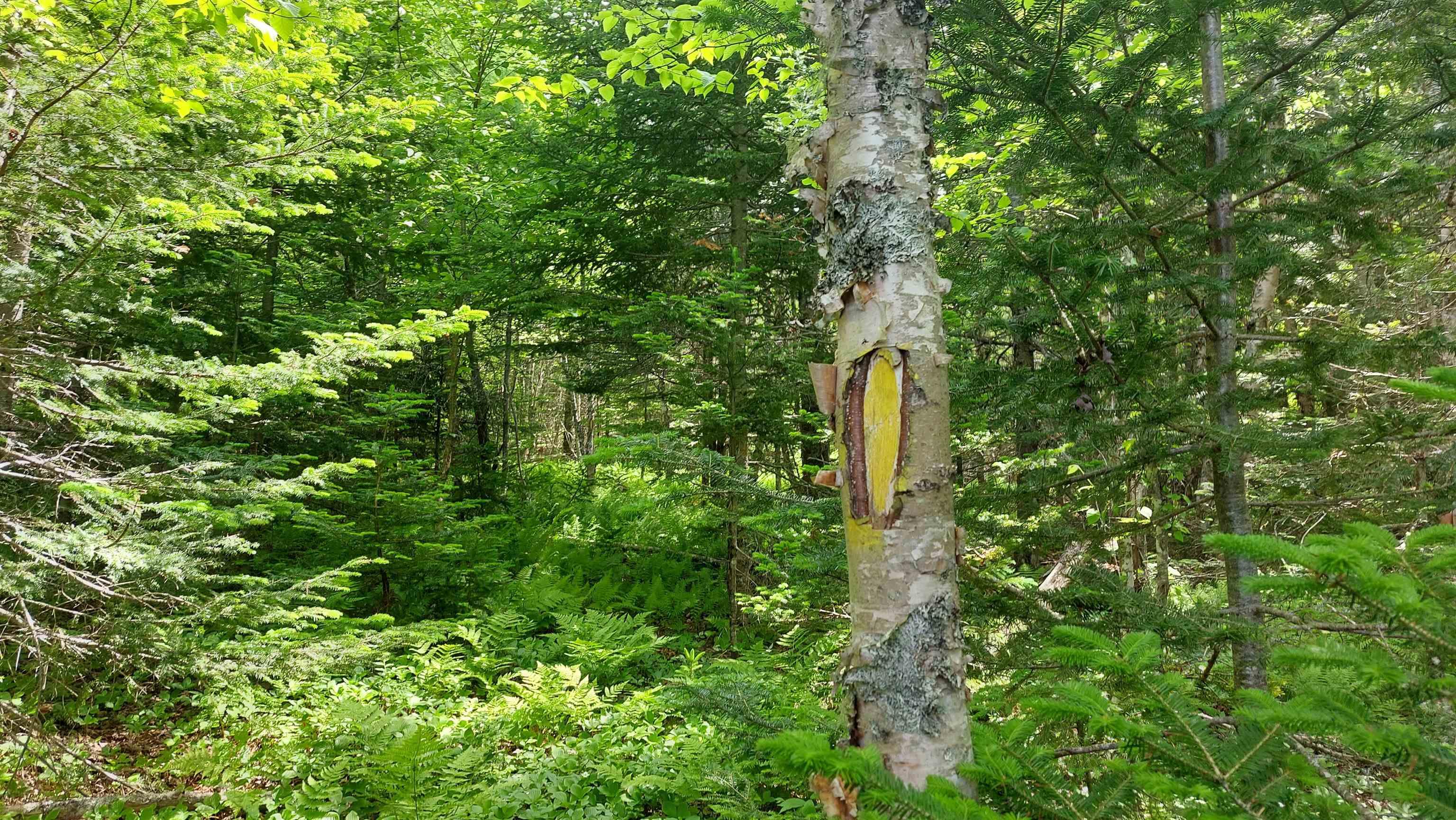 $39,000.00: Lot 23 Kopylov Lane, Kempt Road