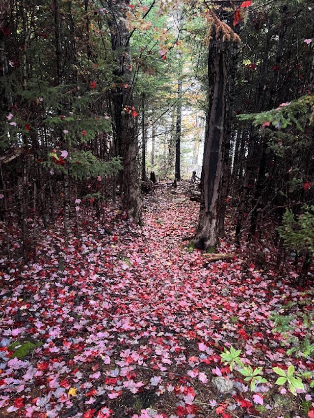 $797,000.00: 110 Oakridge Road, Mill Road